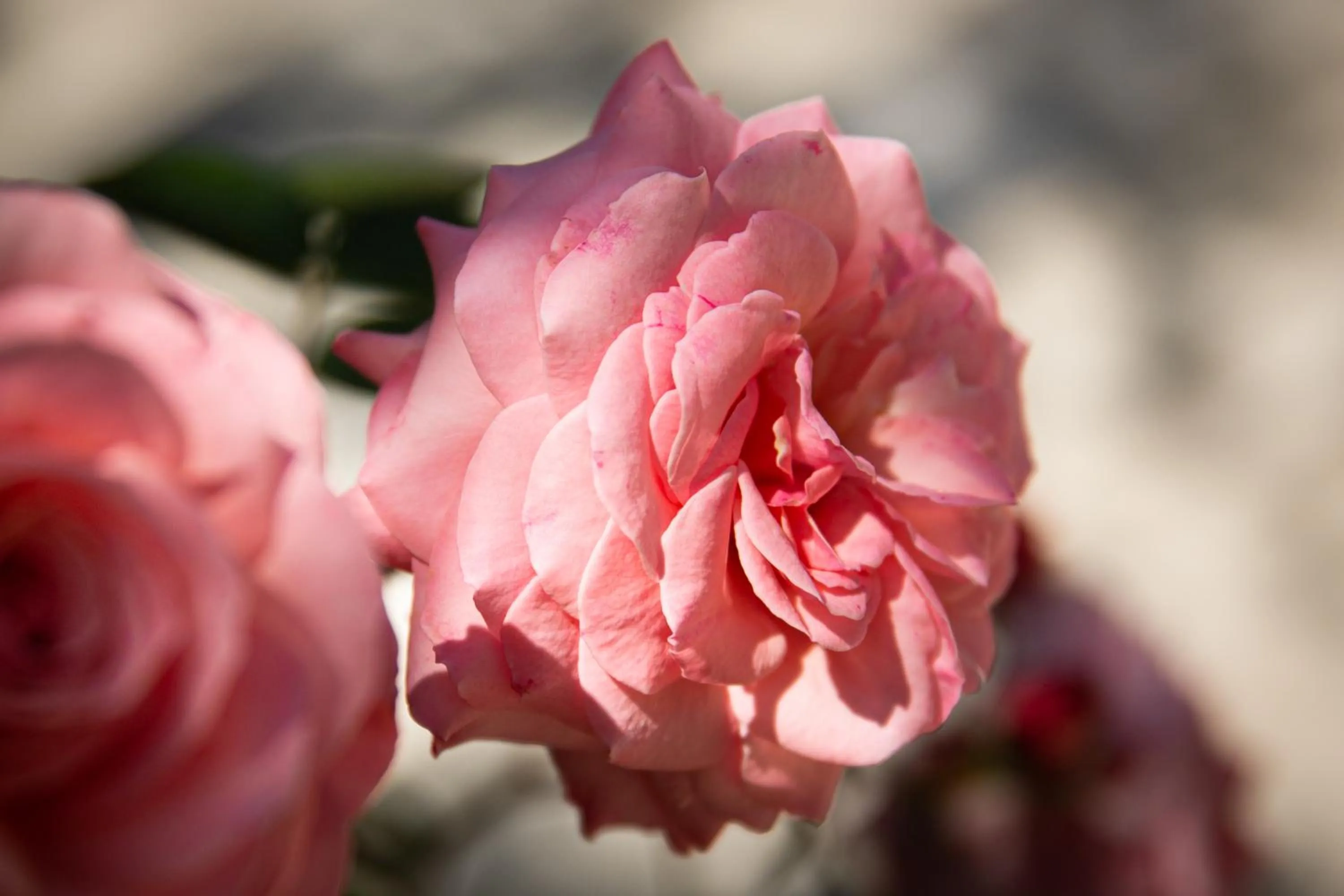 Garden in Hotel Villa Elisa & Spa