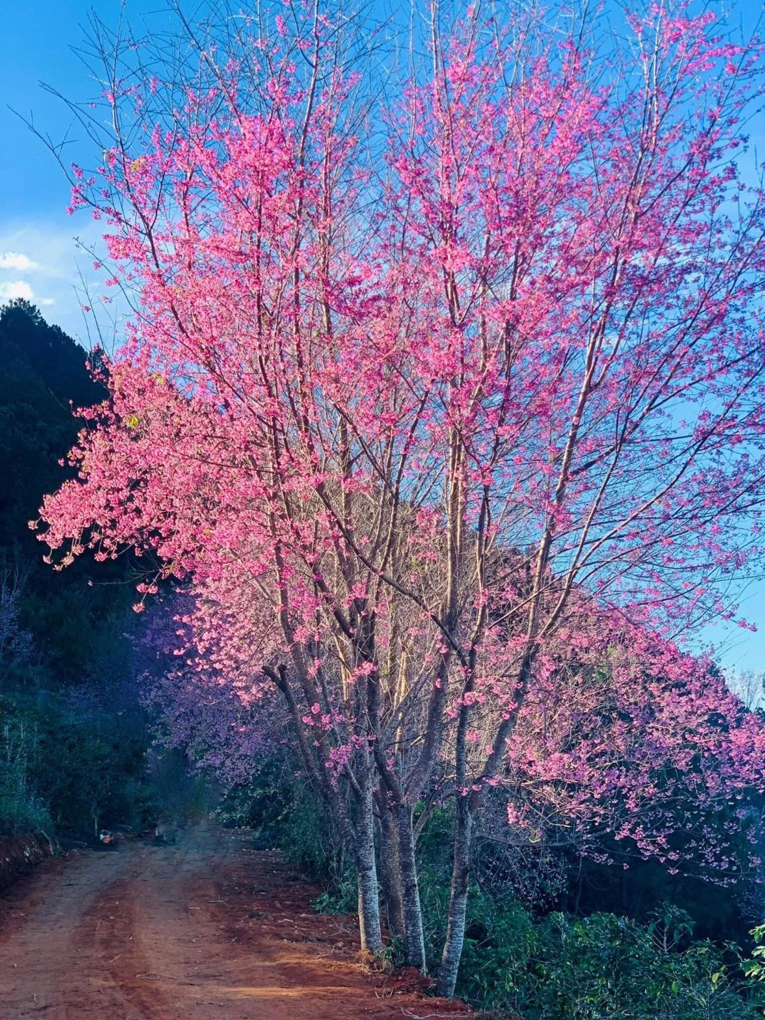 Bird's eye view in Moc Nhien Hostel Da Lat