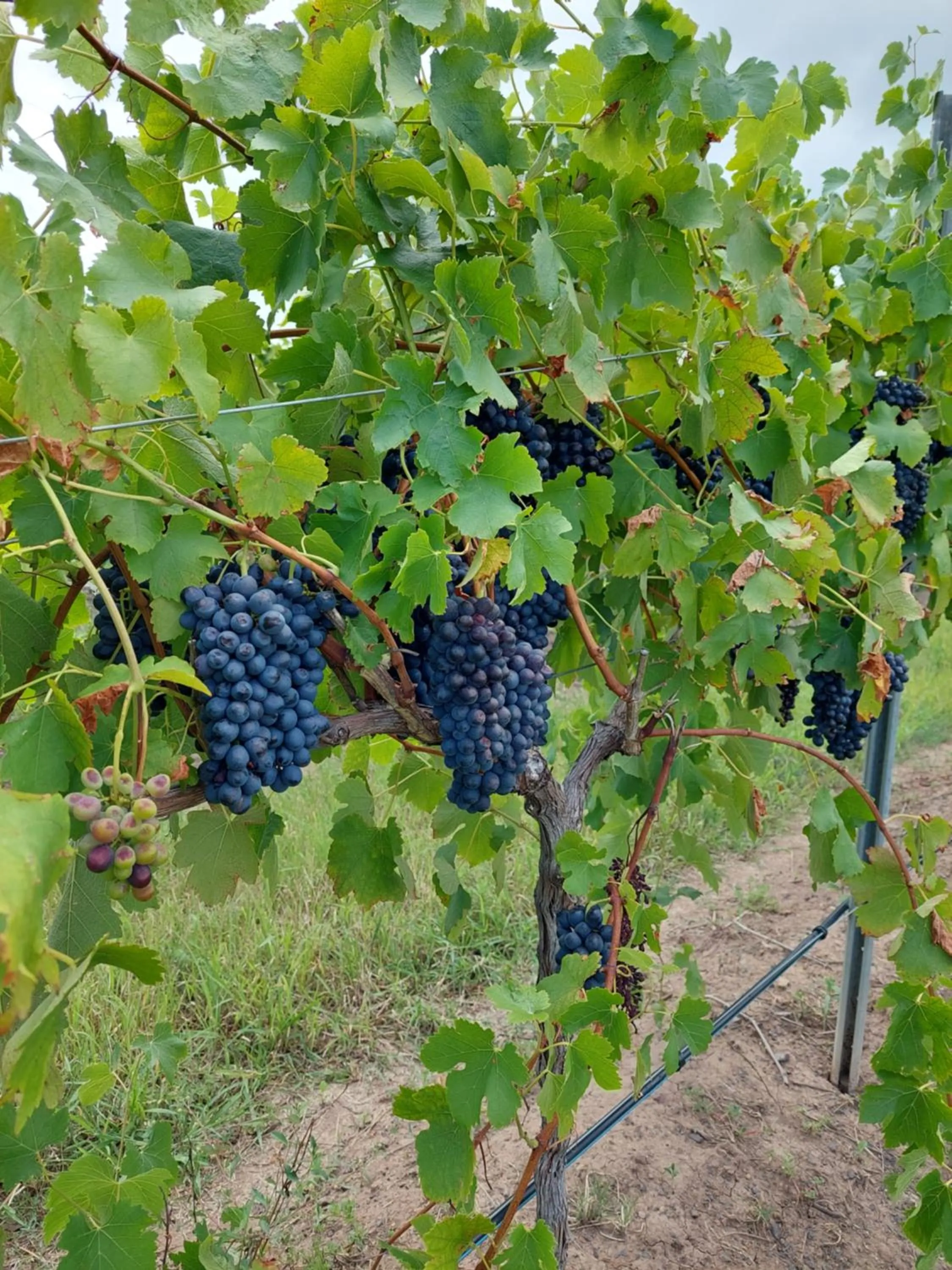 Garden in Leogate Estate Villas