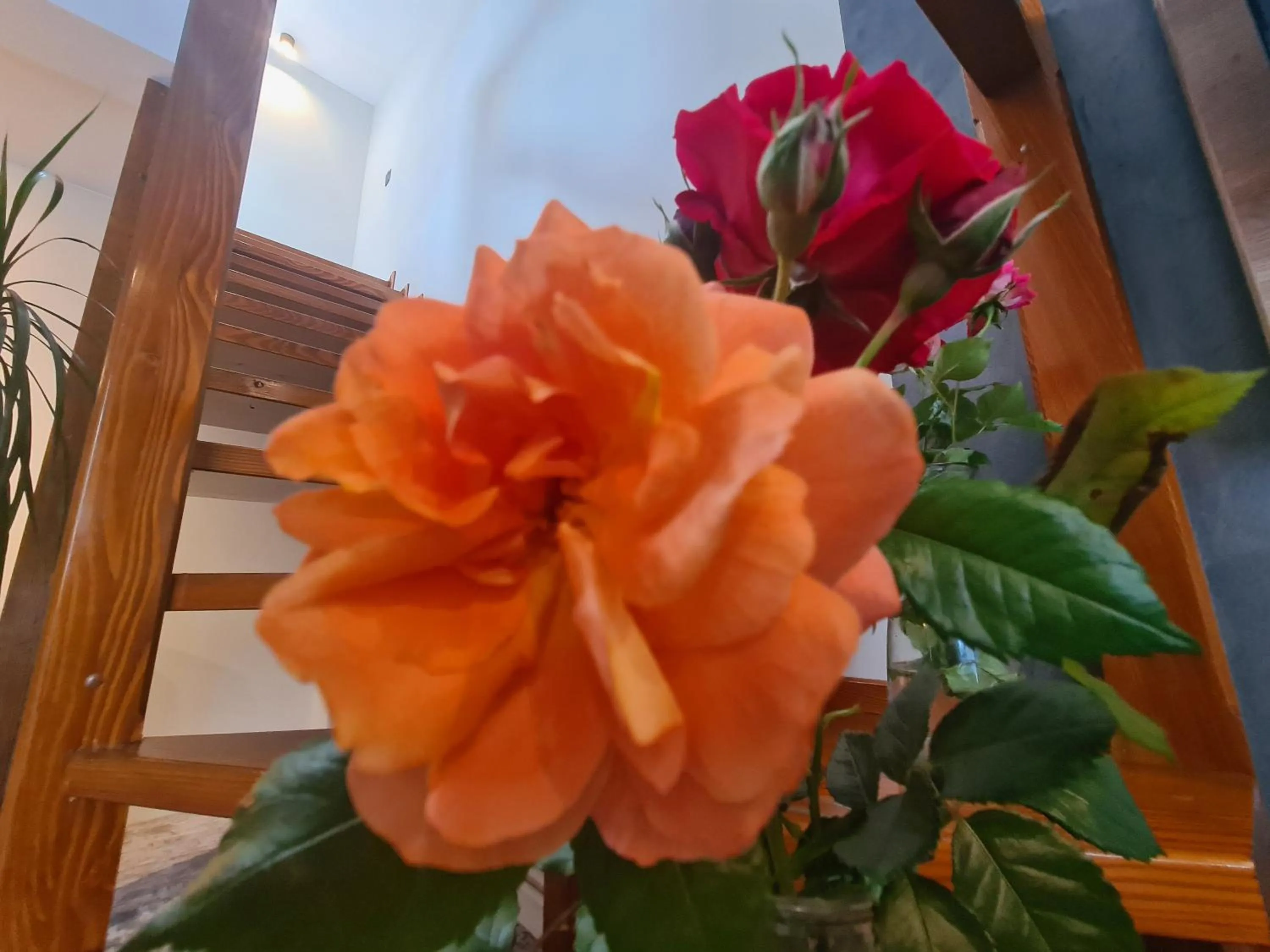 Spring in CASA FLORESCU