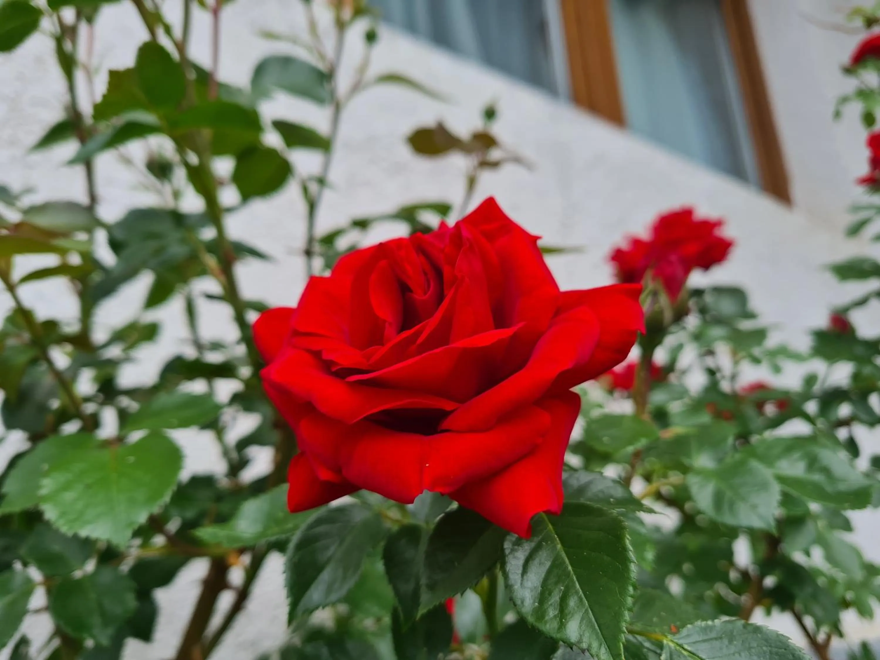 Garden in CASA FLORESCU