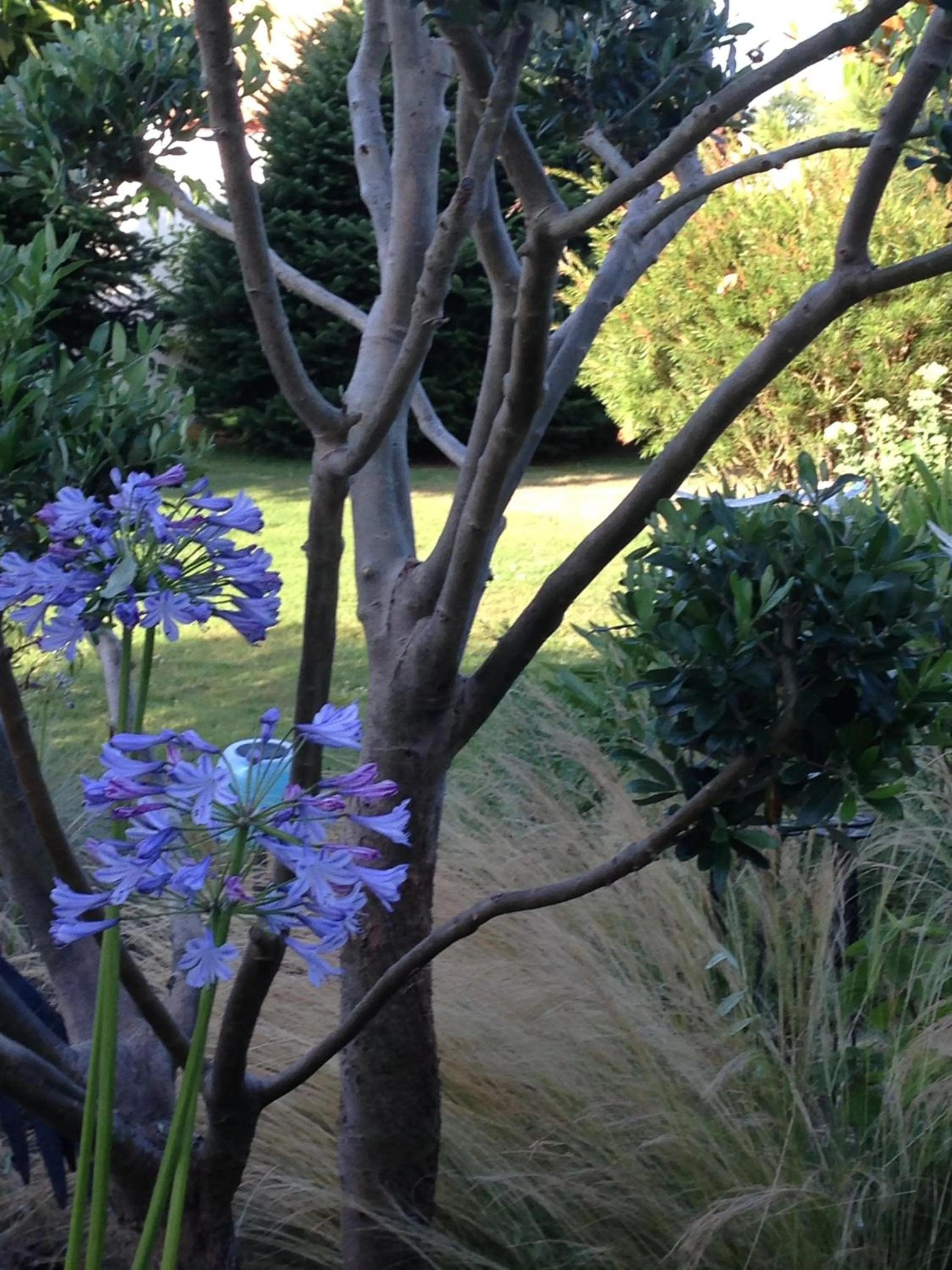 Garden in Ô'Maxethel