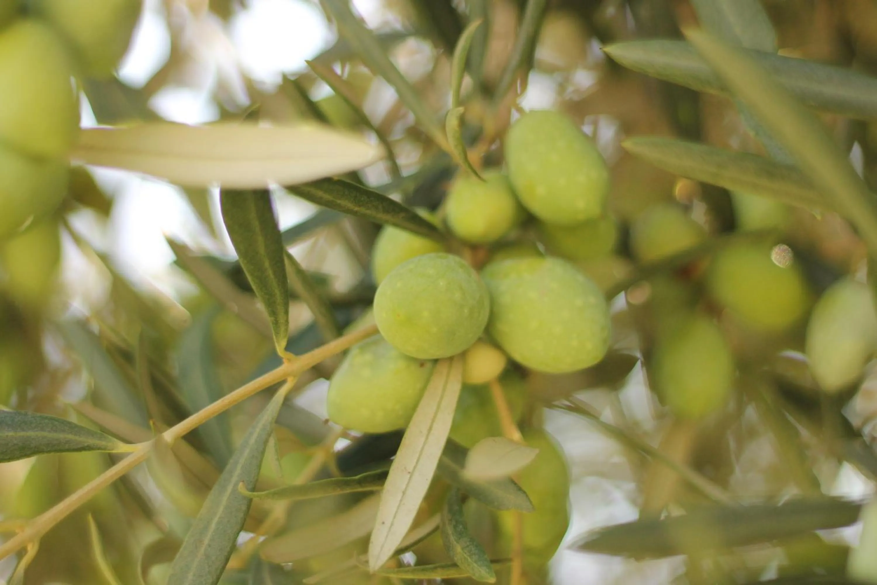 Garden in Valle di Mare Country Resort