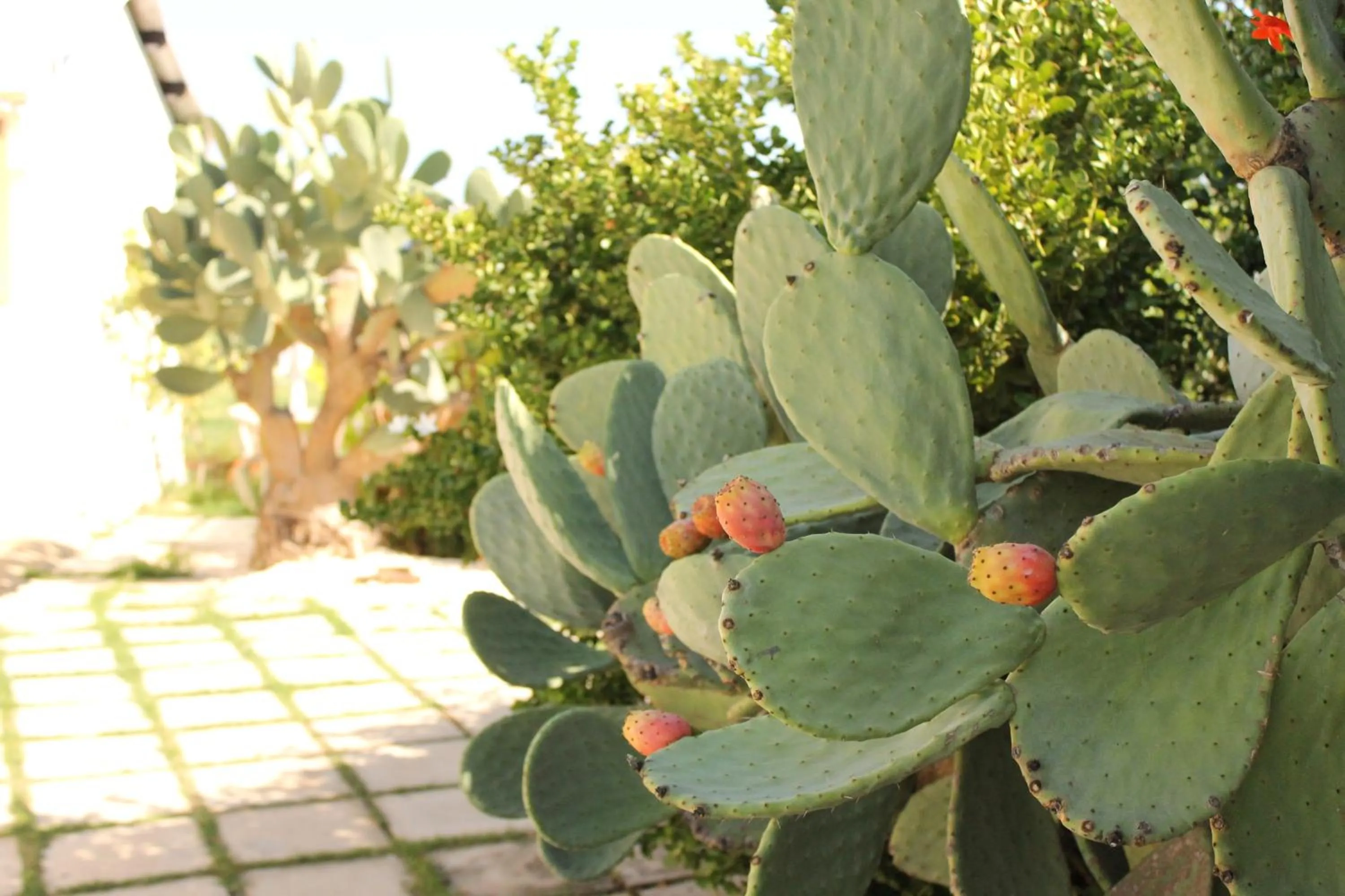 Garden view in Valle di Mare Country Resort