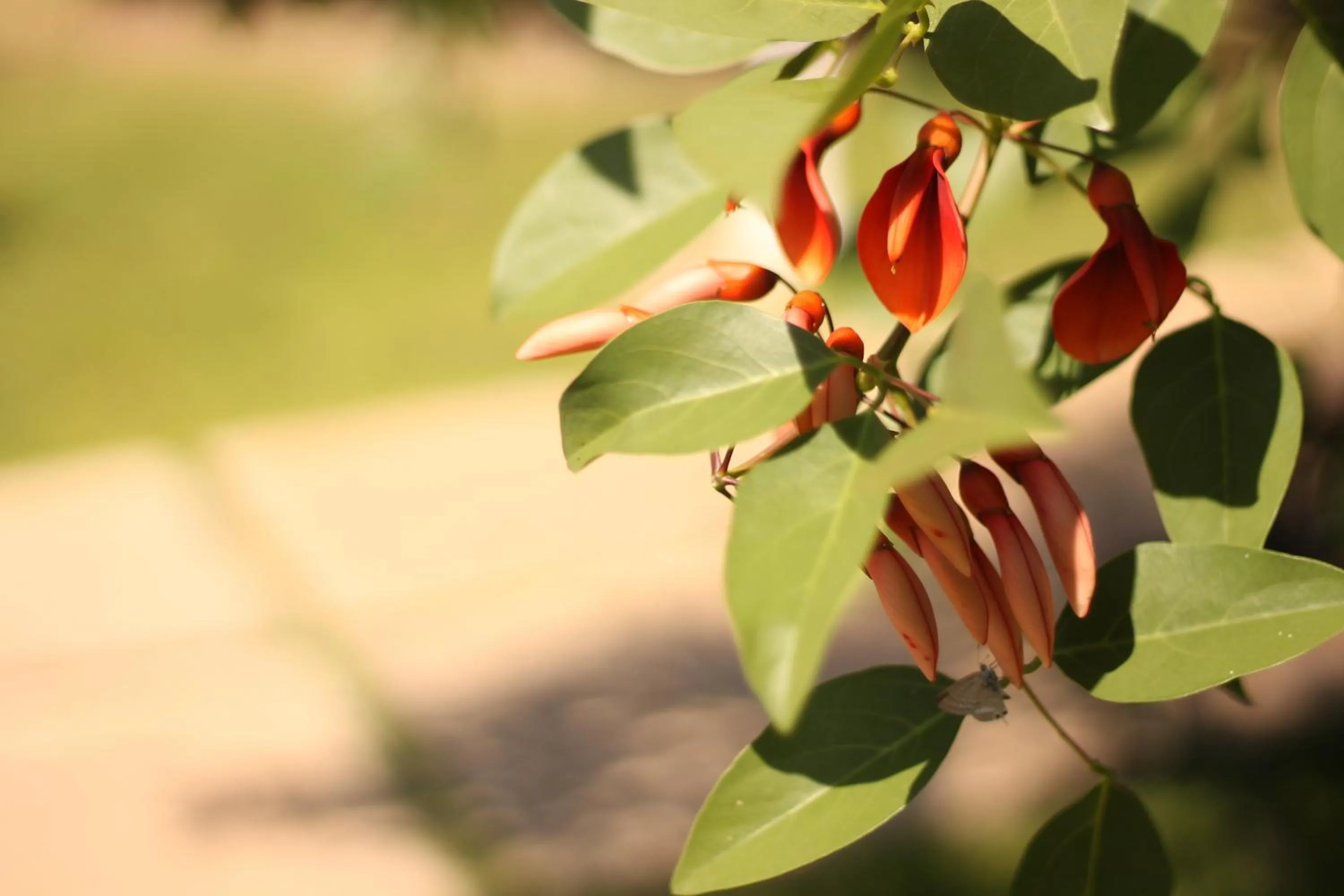 Garden in Valle di Mare Country Resort
