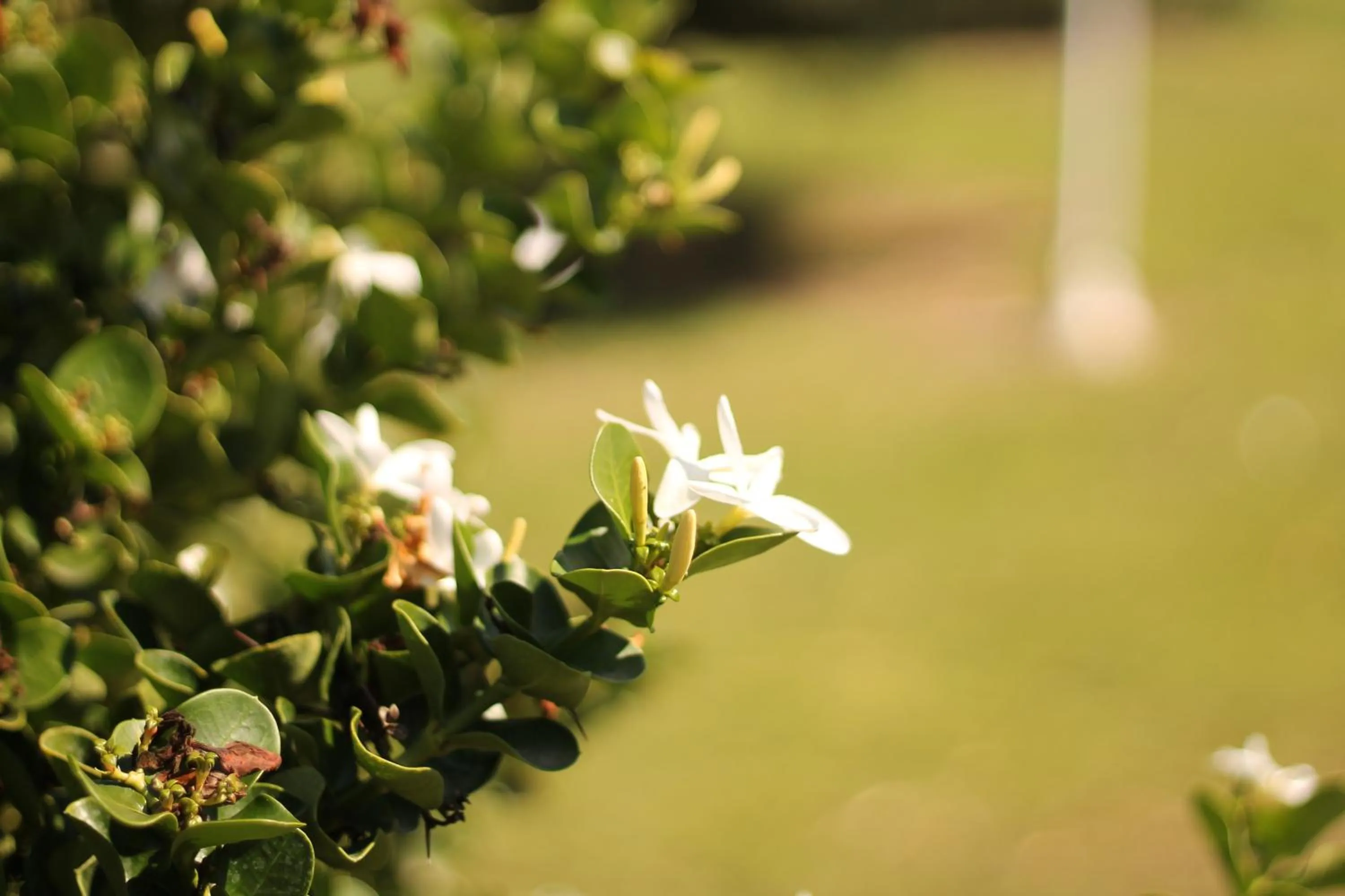 Garden in Valle di Mare Country Resort