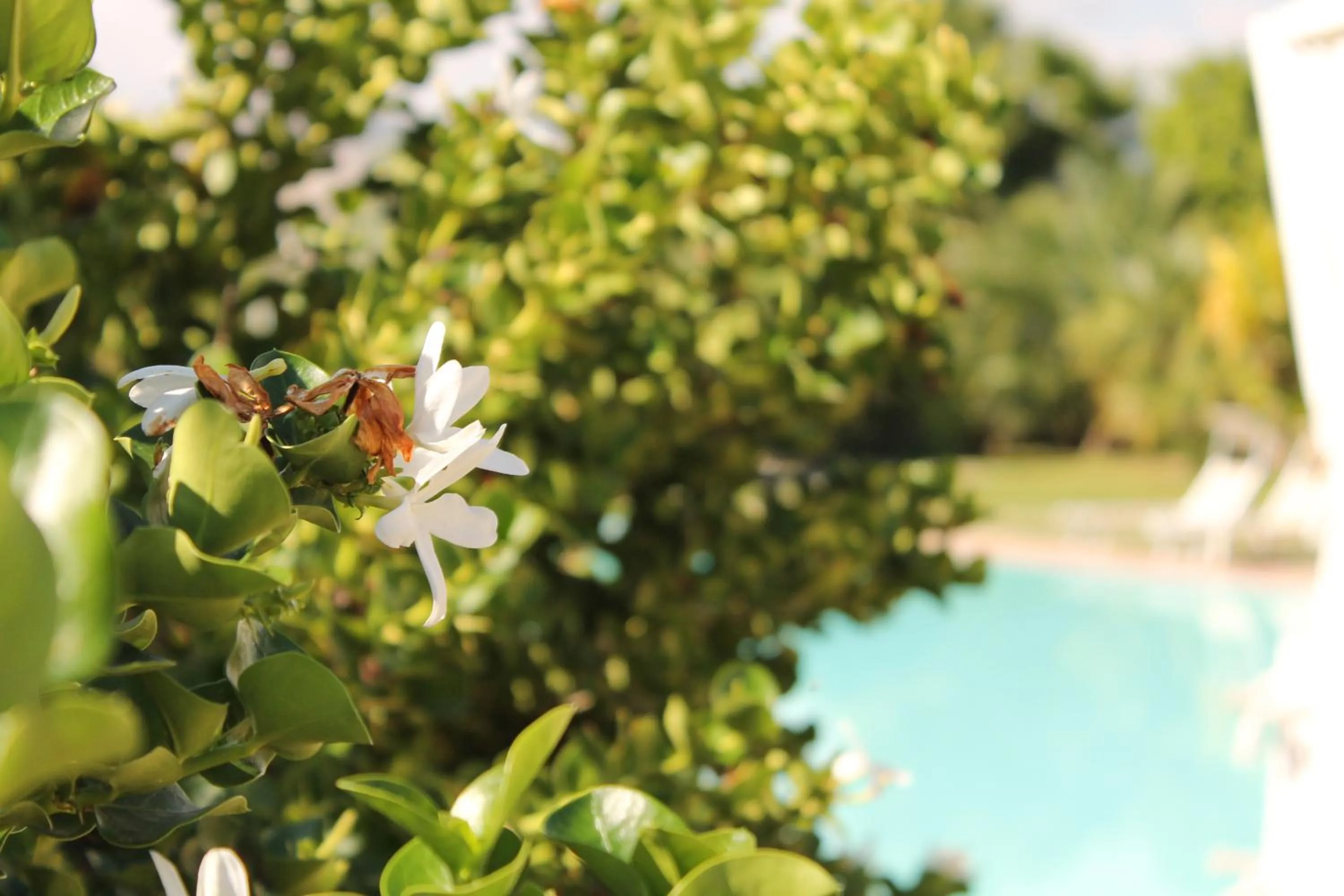 Garden in Valle di Mare Country Resort