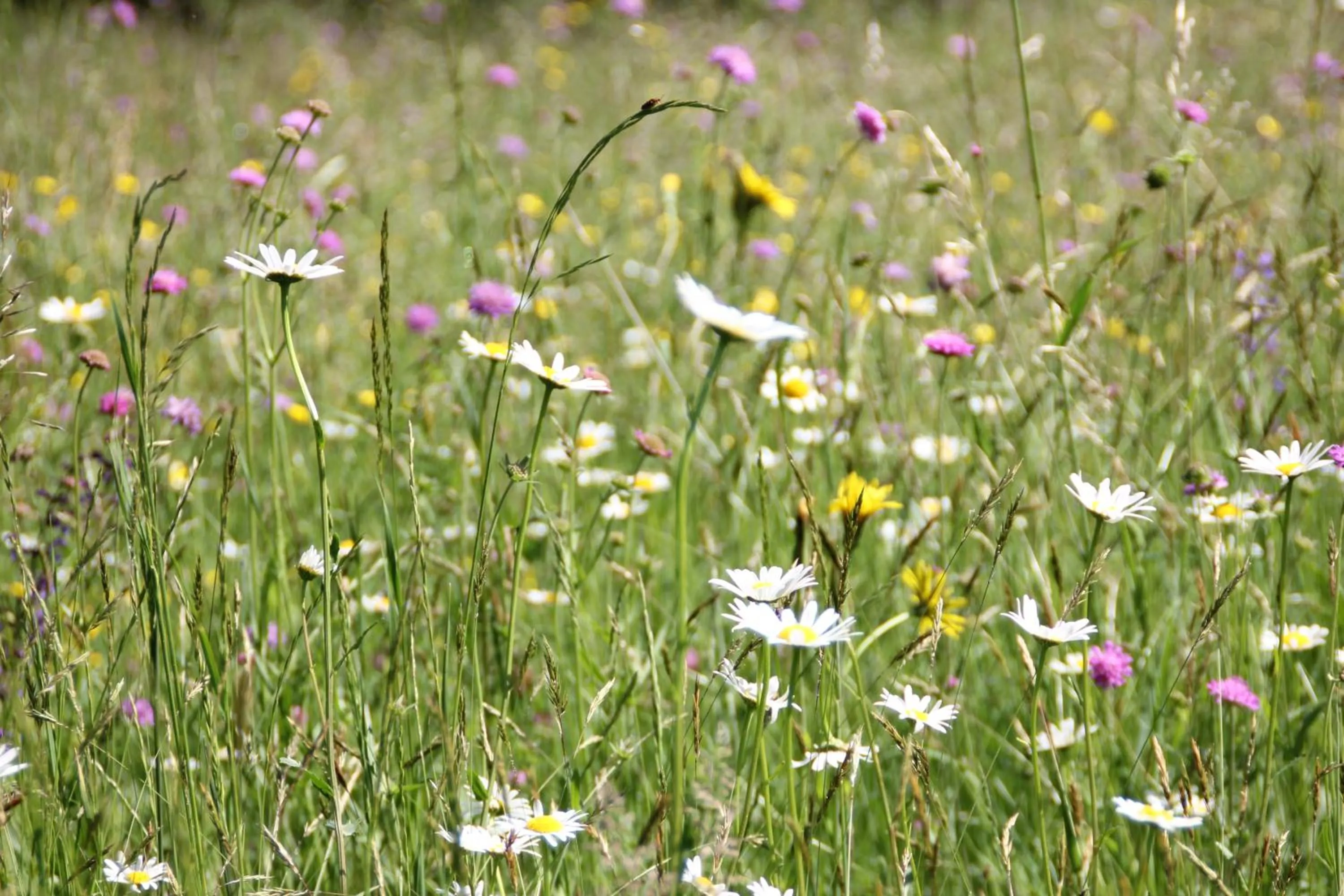 Spring in Bed and Breakfast Cappeler