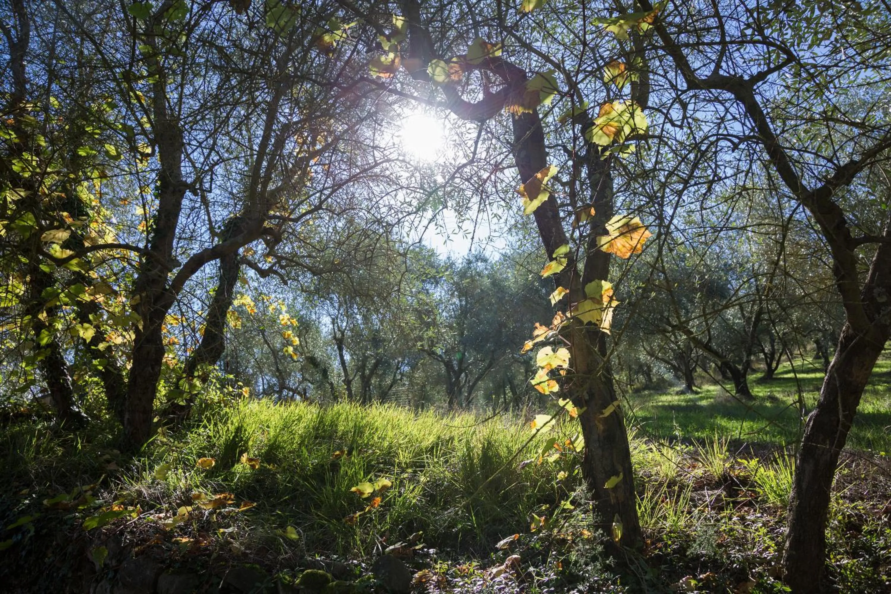 Natural landscape in Fattoria Il Milione Agriturismo
