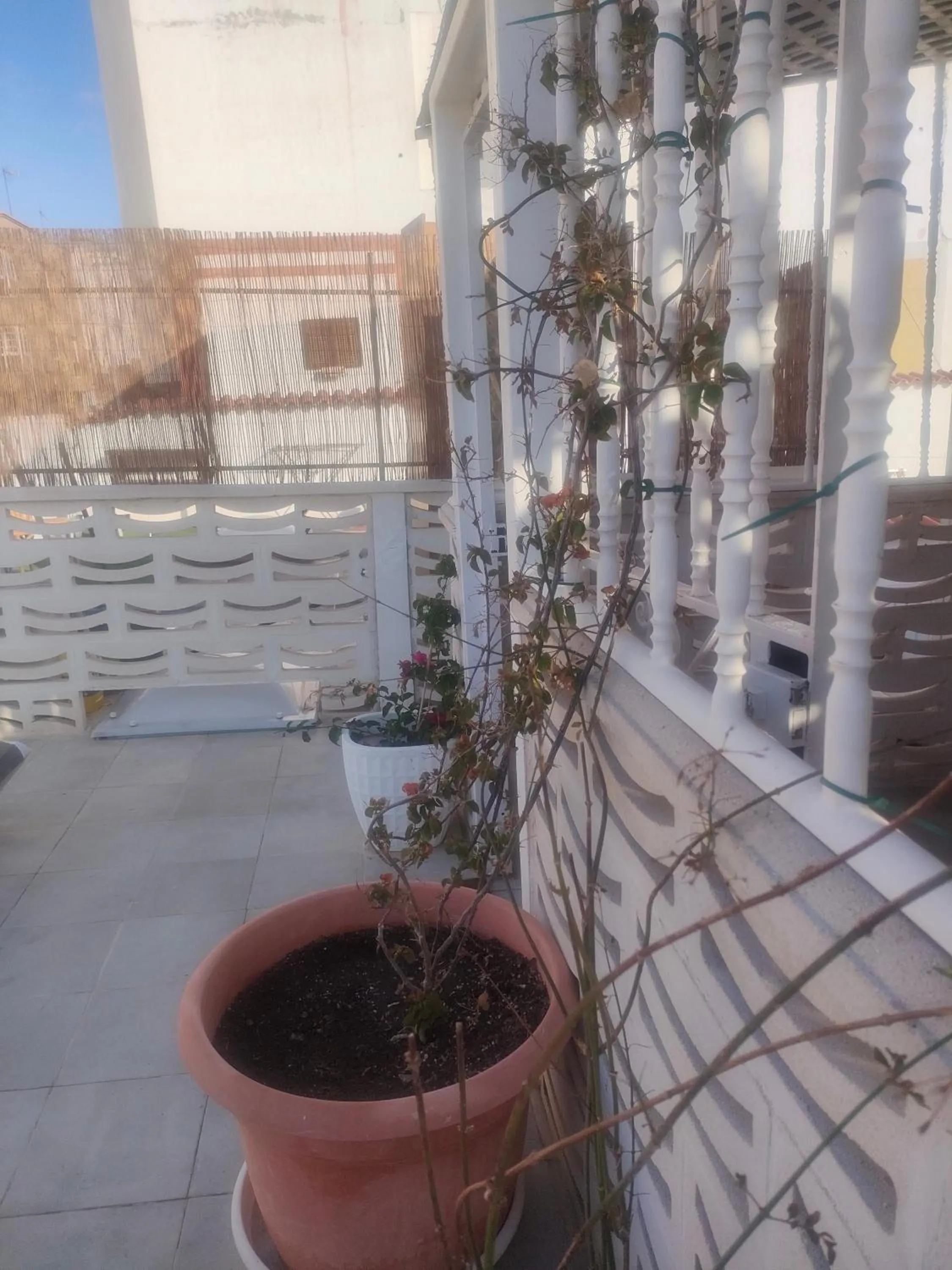 Alba 2 apartamento y Alba 3 habitación con baño