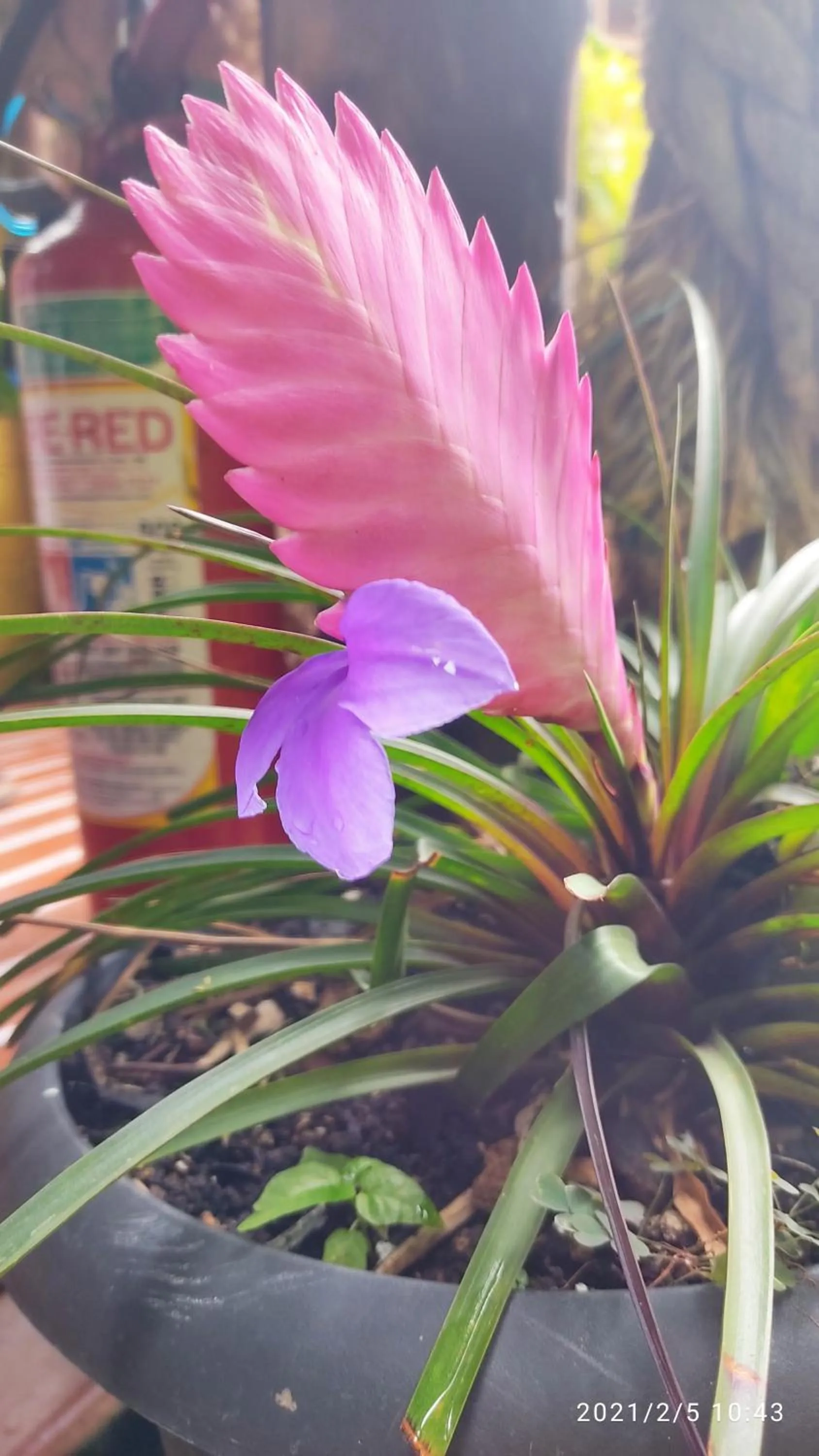Garden in Bela Casa Quartos e Hostel Ilha Grande