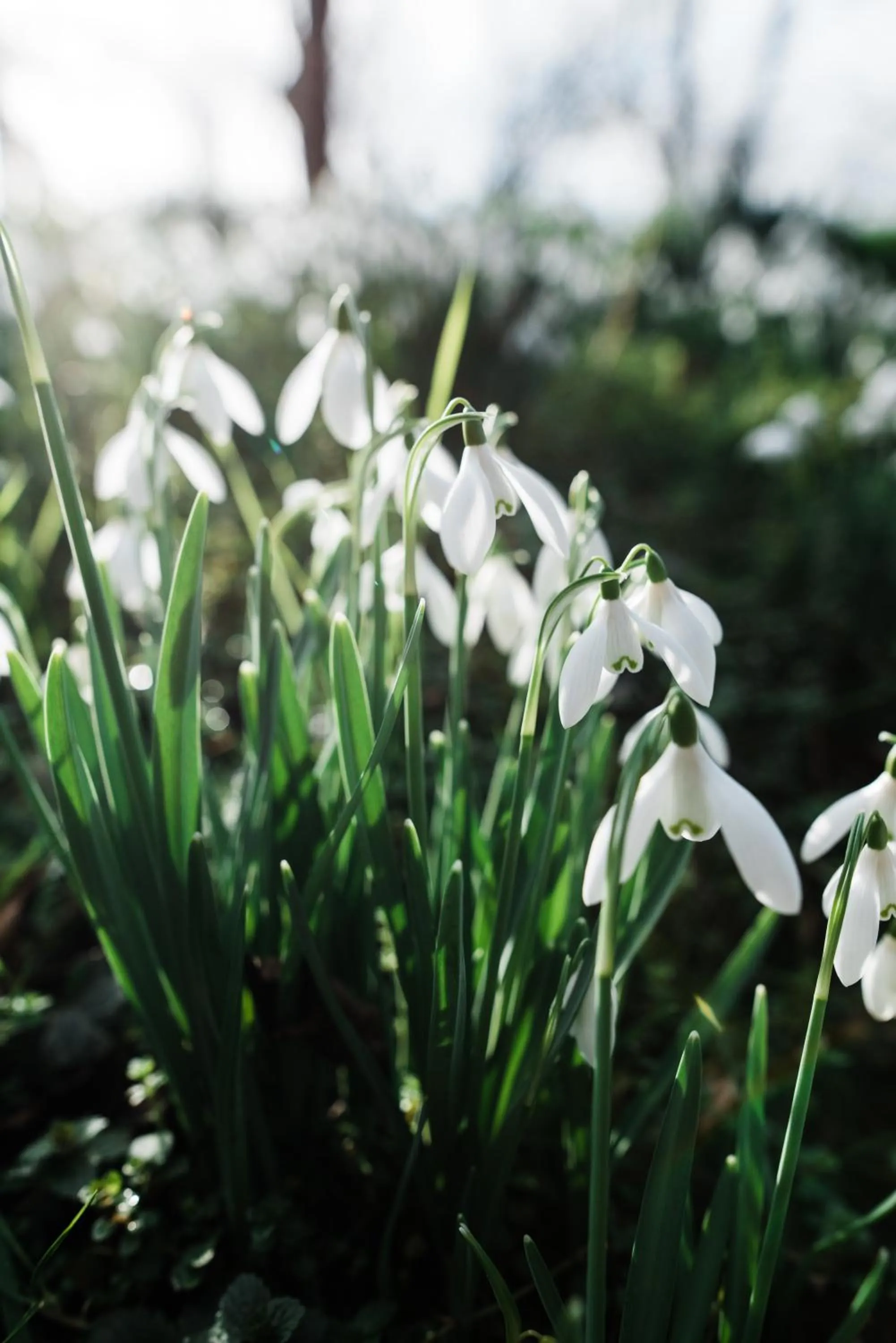 Garden in The Naight House