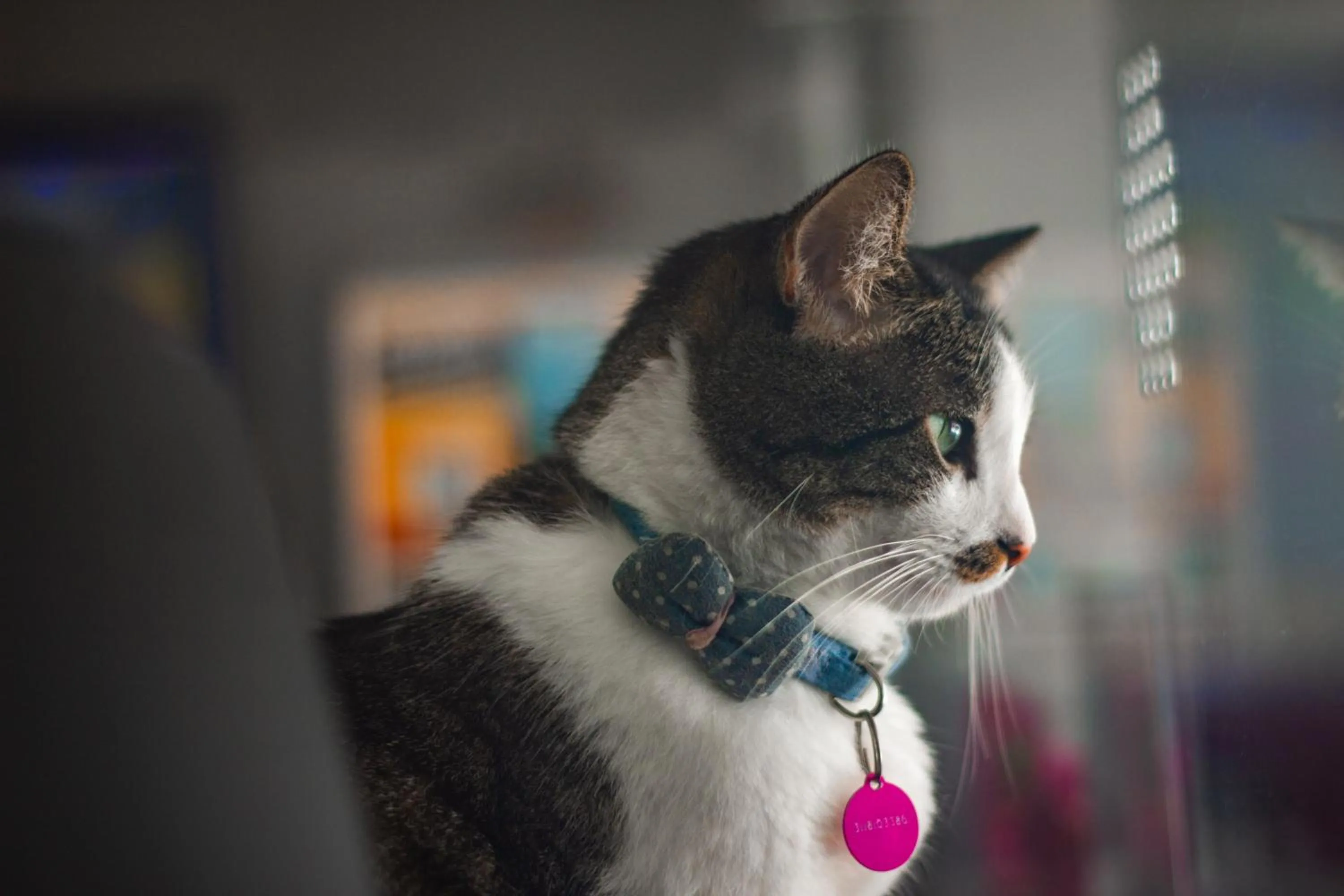 Pets in Hotel Parque de los Novios Inn