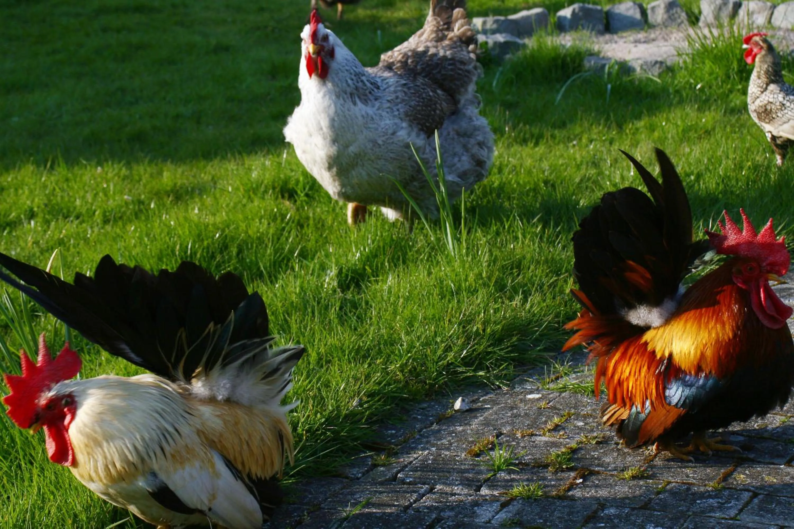 Other in B&B Koornemoezen