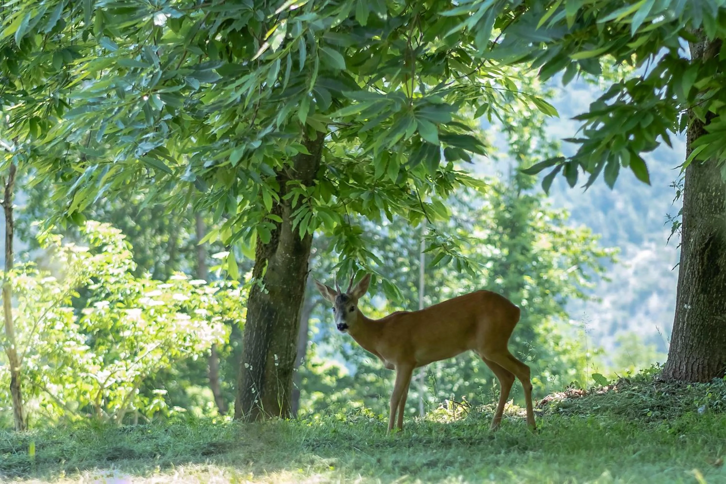 Animals in Al Pian Garnì - B&B & Pizza