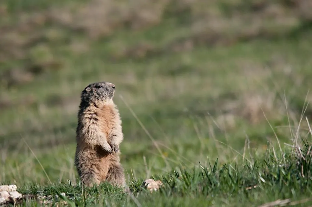 Animals in Al Pian Garnì - B&B & Pizza