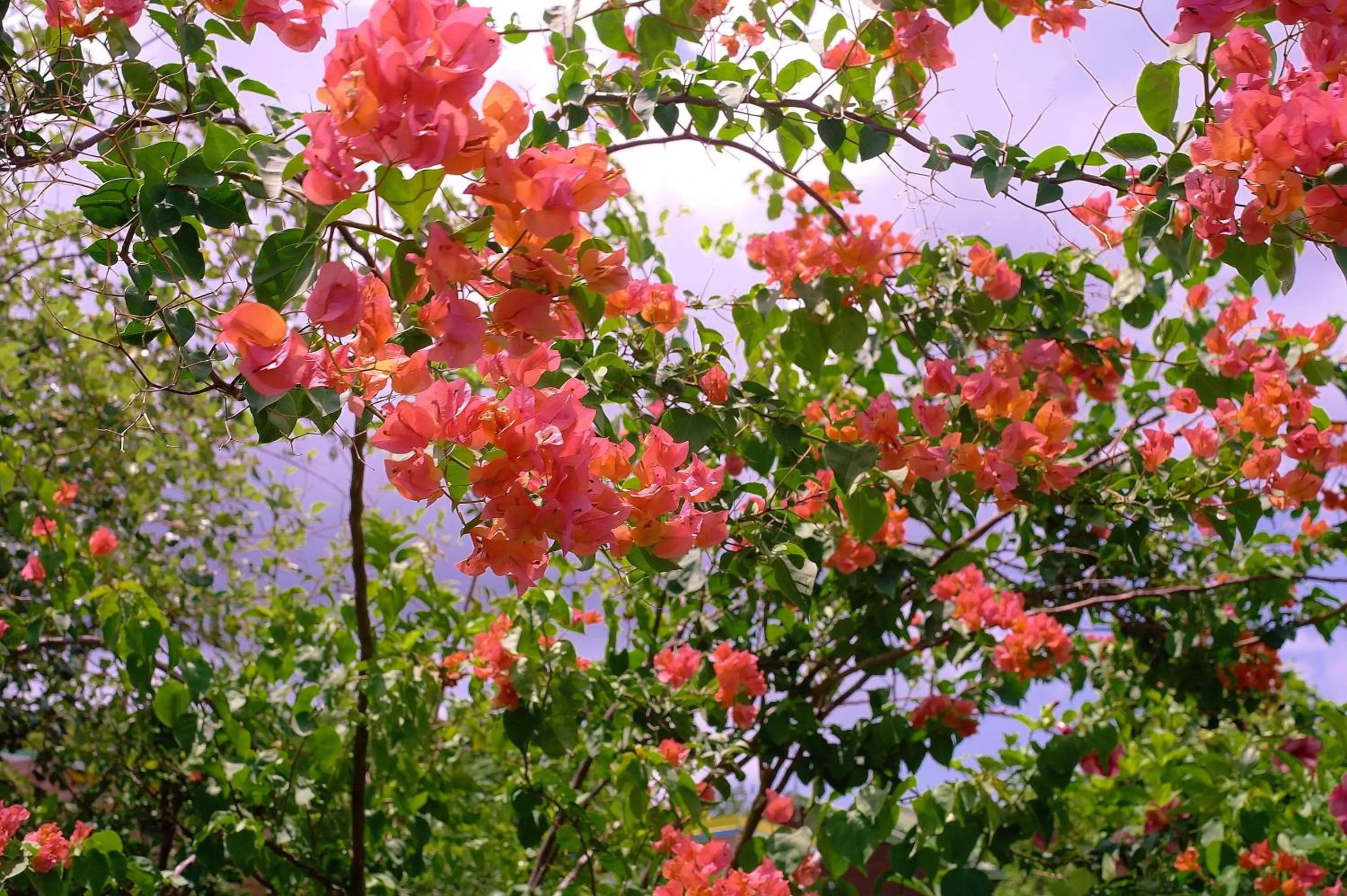 Garden in Les Merveilleux Flots de la Mer