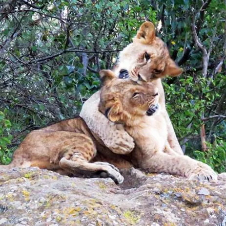 Mara Ngenche Safari Camp - Maasai Mara National Reserve
