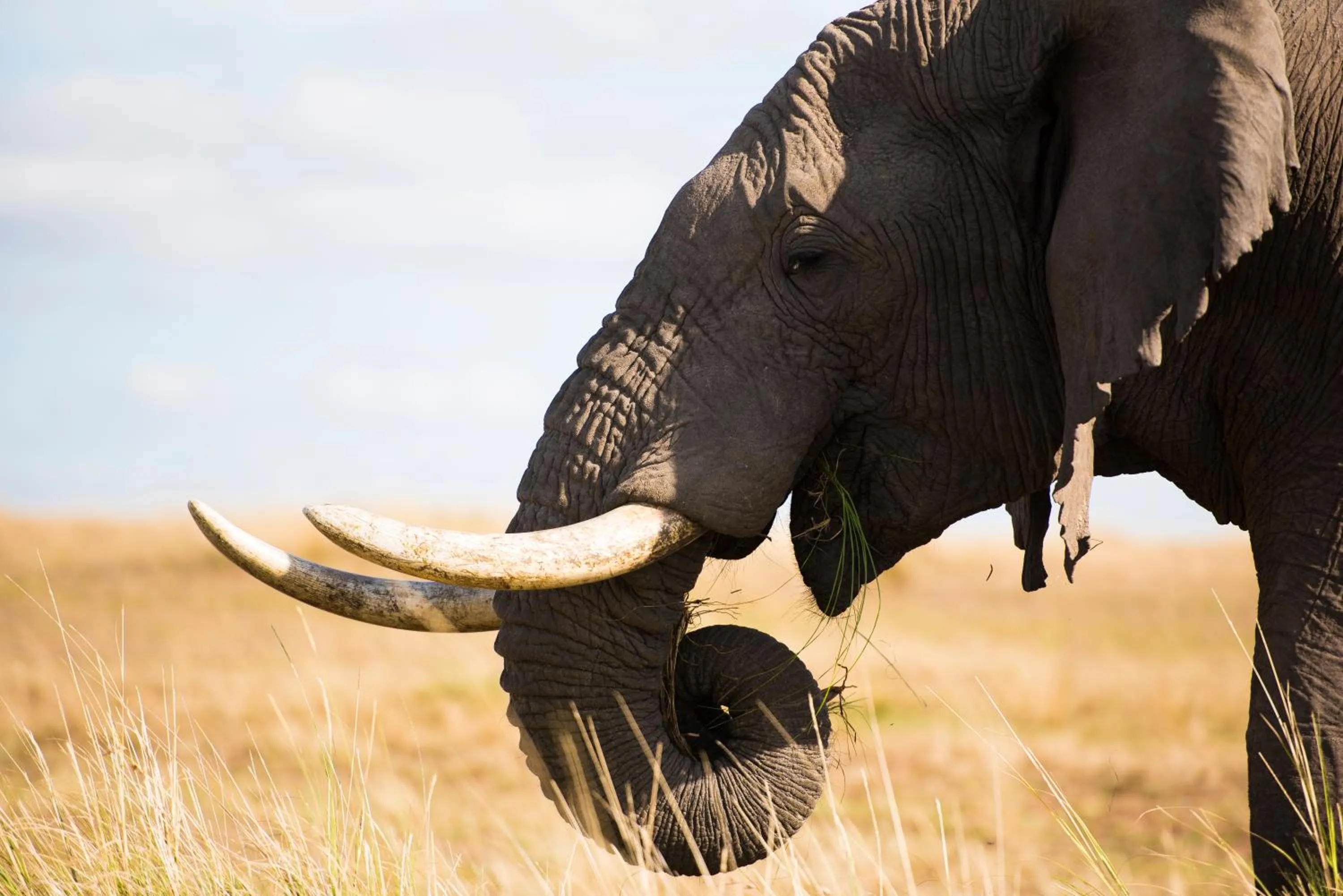 Off site in Mara Ngenche Safari Camp - Maasai Mara National Reserve