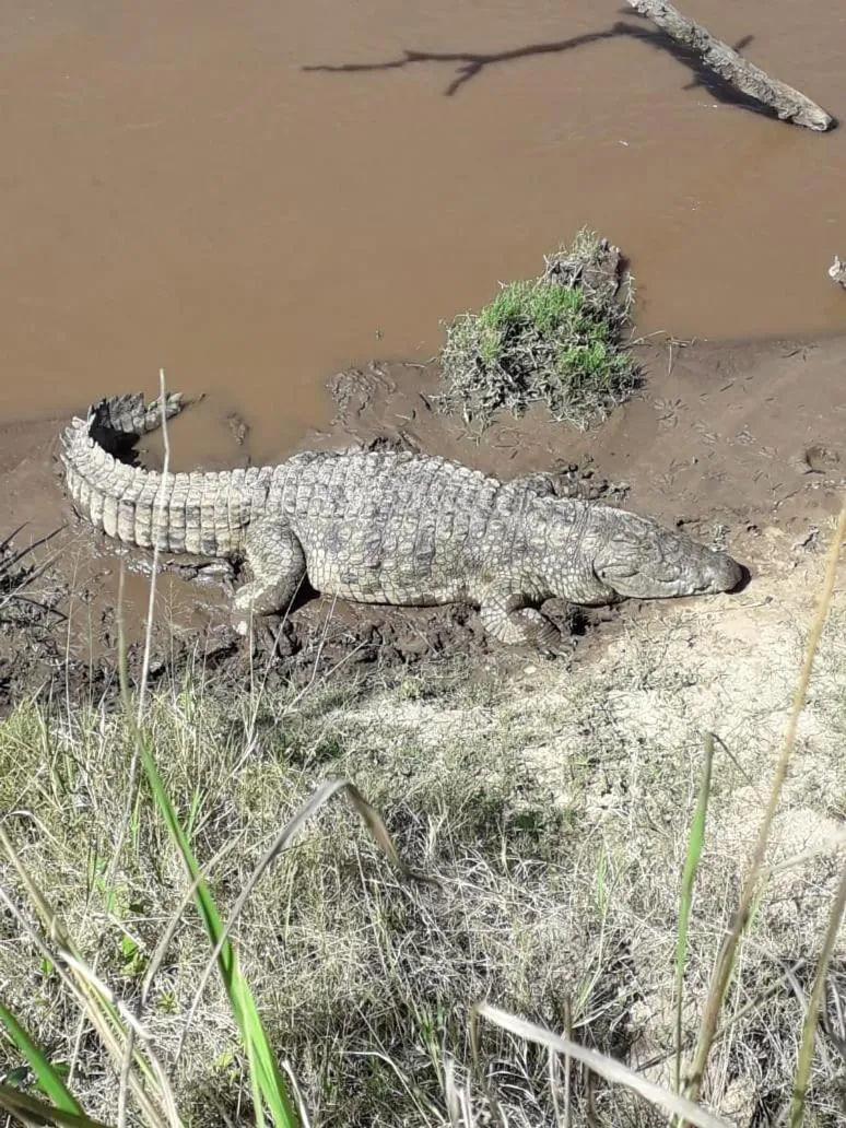 Mara Ngenche Safari Camp - Maasai Mara National Reserve