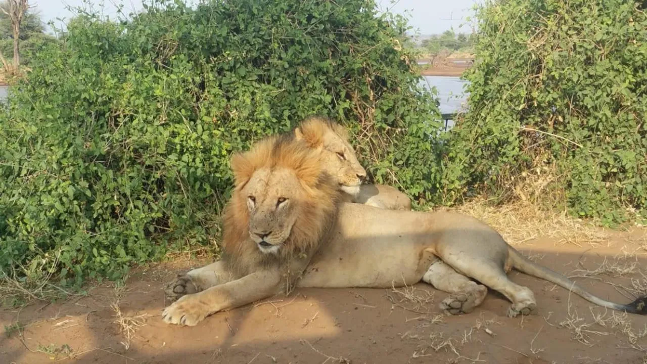 Mara Ngenche Safari Camp - Maasai Mara National Reserve