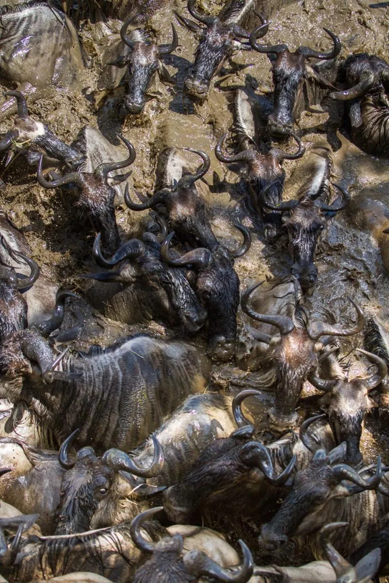 Mara Ngenche Safari Camp - Maasai Mara National Reserve