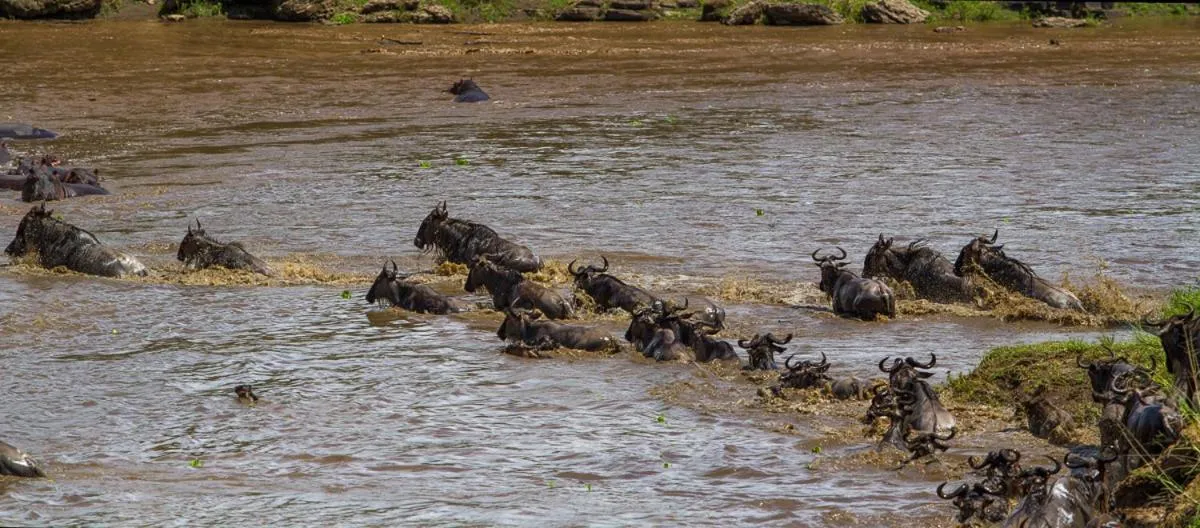 Mara Ngenche Safari Camp - Maasai Mara National Reserve
