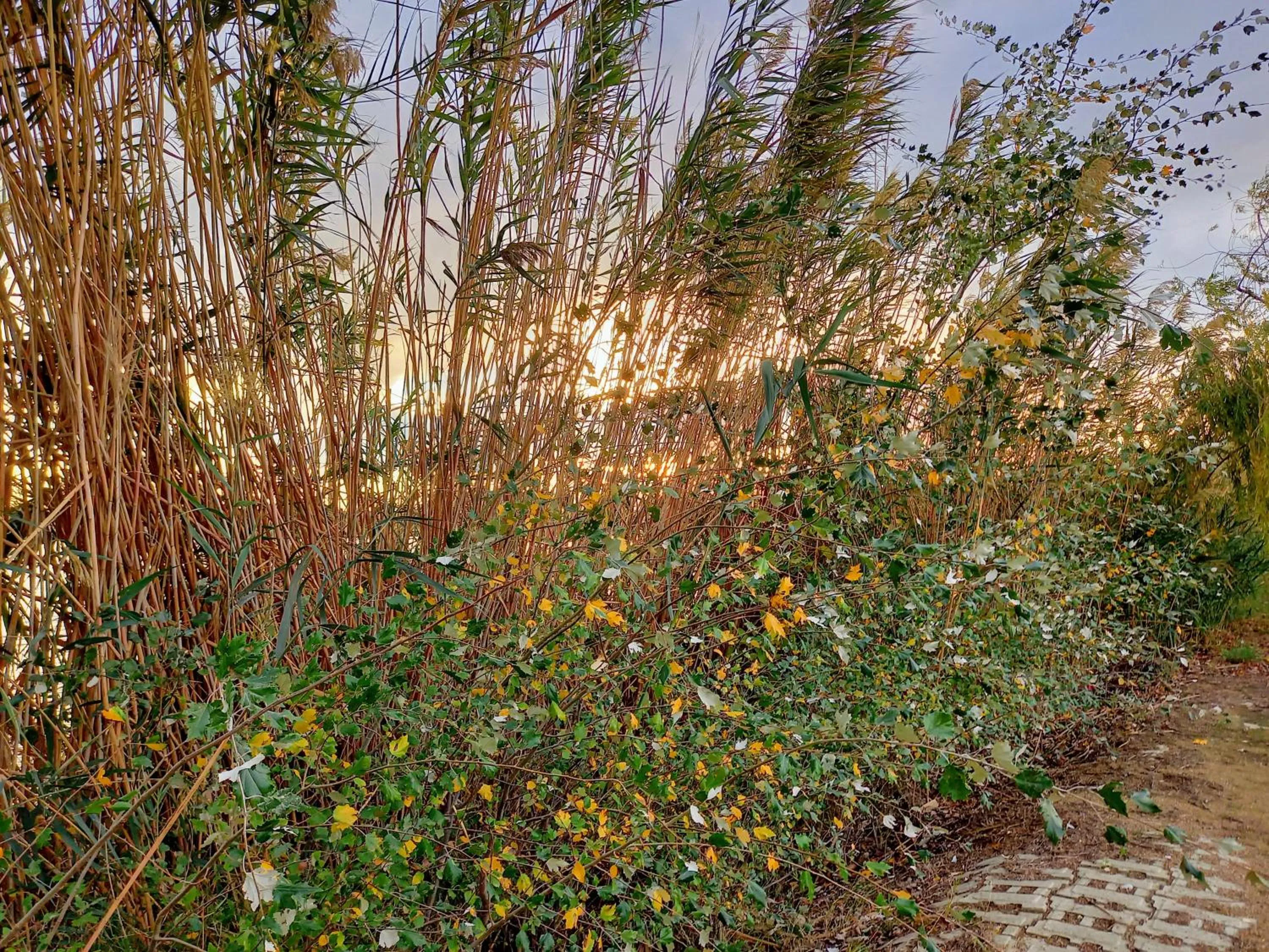 Garden in L'Hotelet del Delta - adults