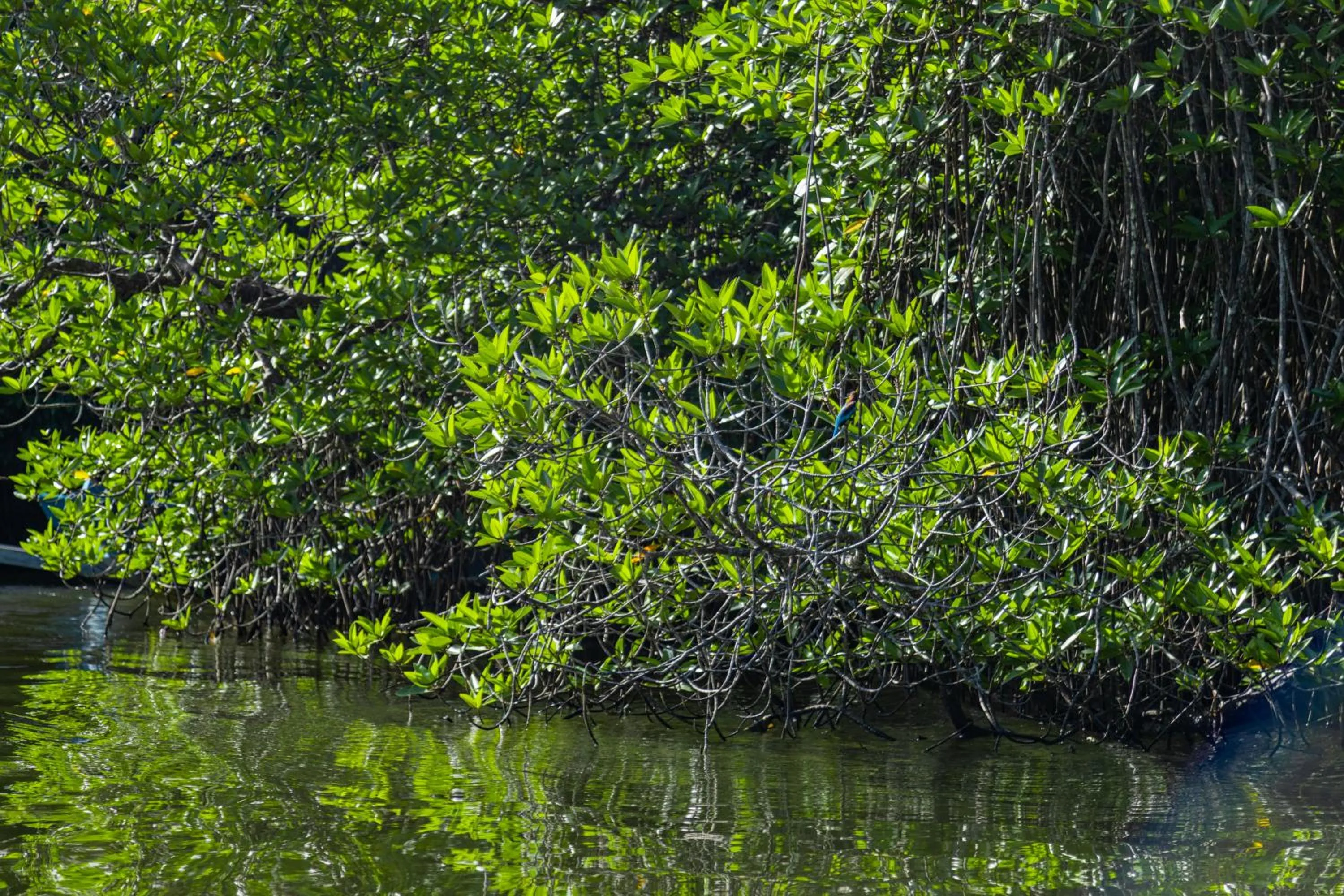 THE Mangrove cave Hotel