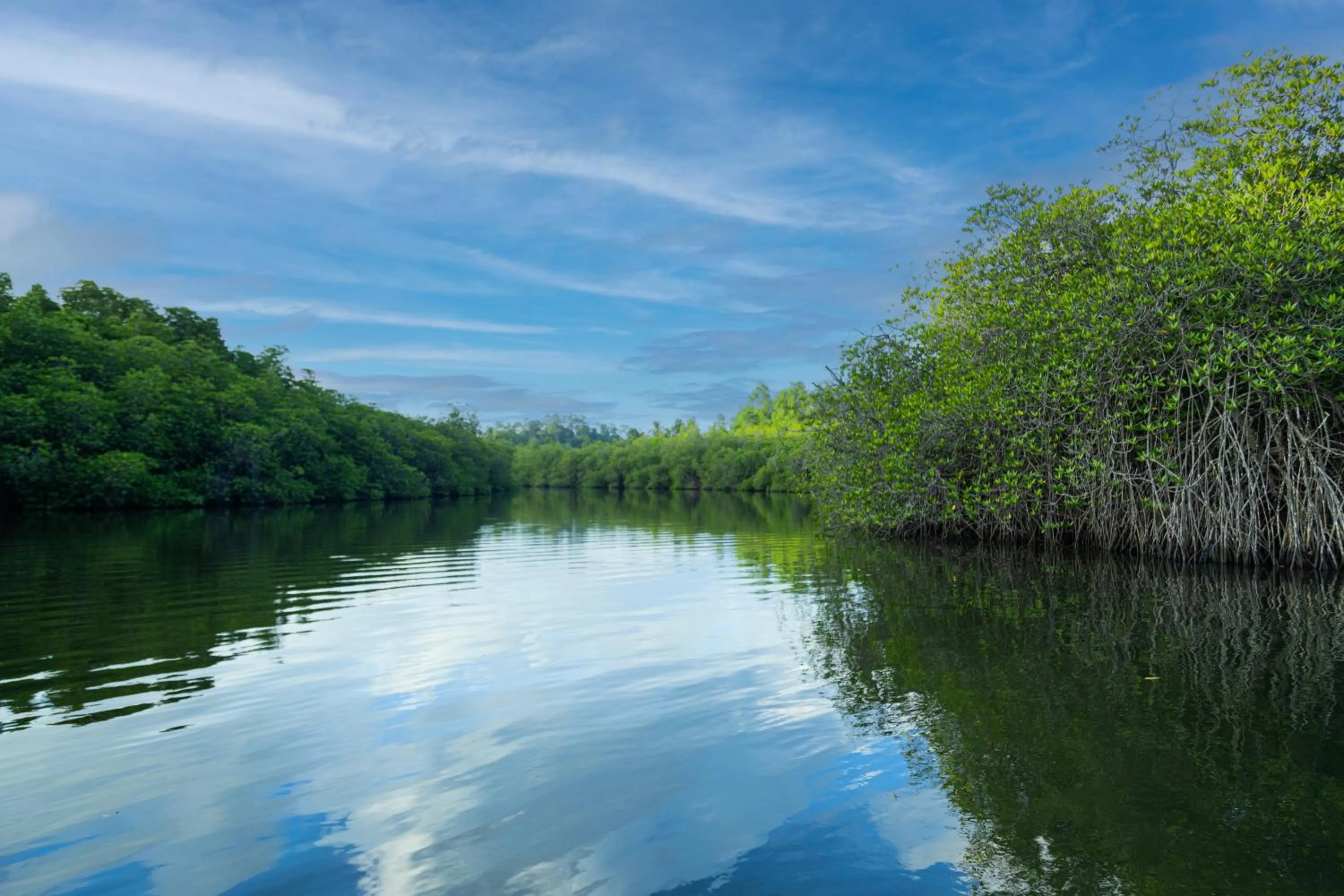 Natural landscape in THE Mangrove cave Hotel