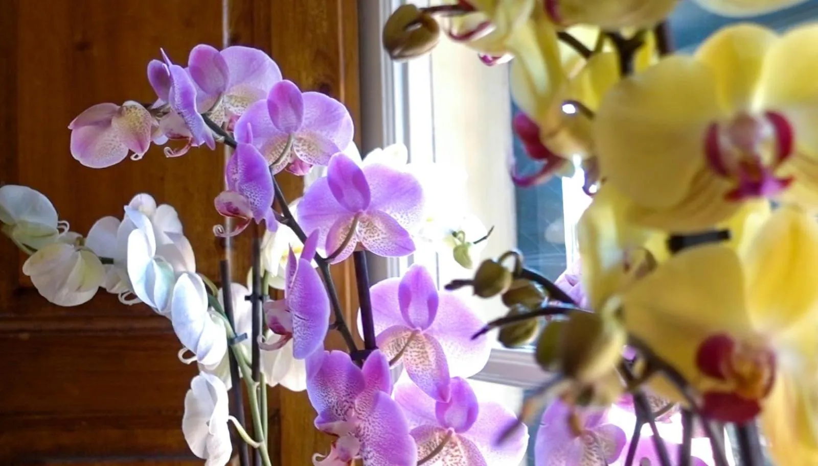 Garden in Villa San Donato B&B