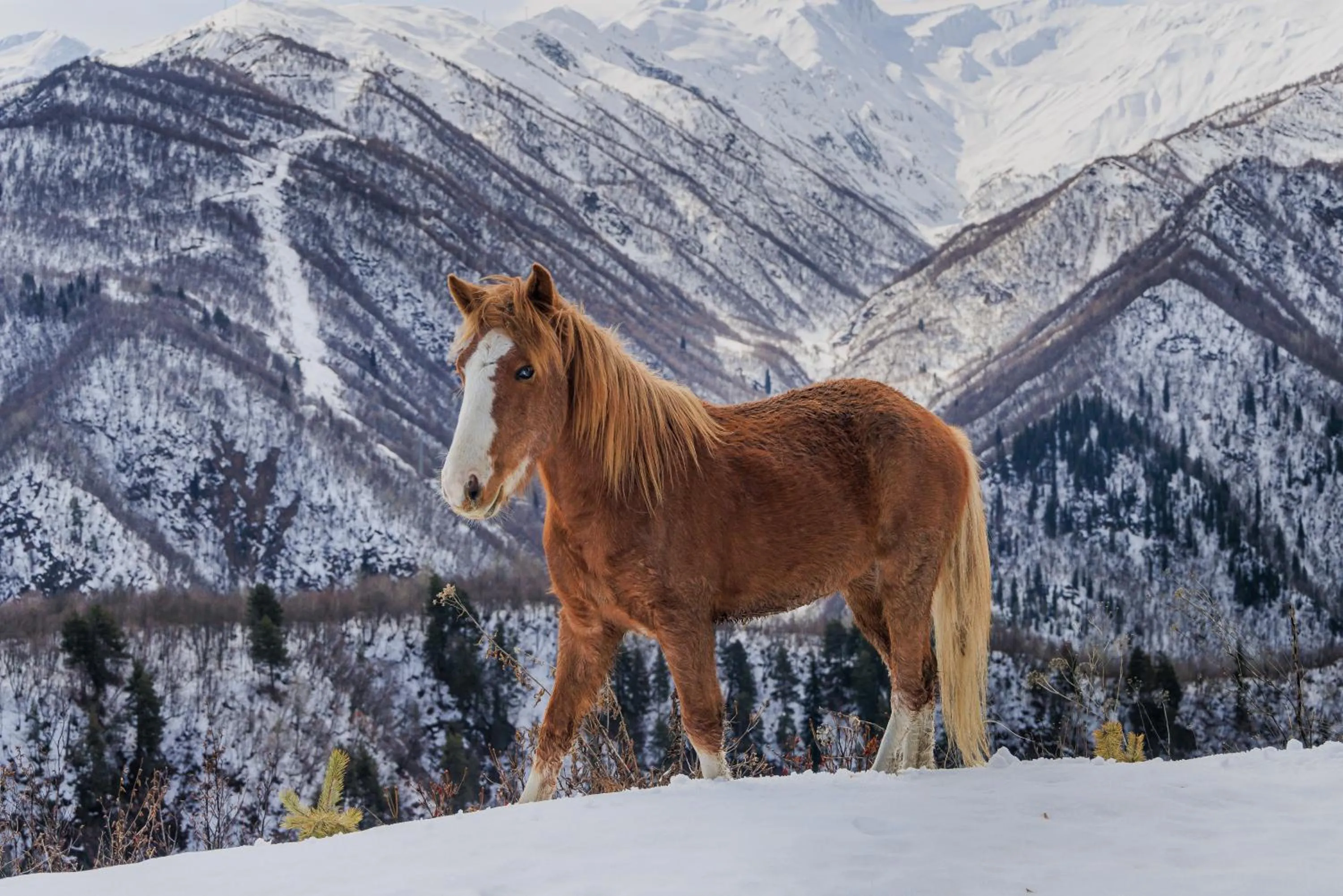 Horse-riding in Sami Mta Chalet
