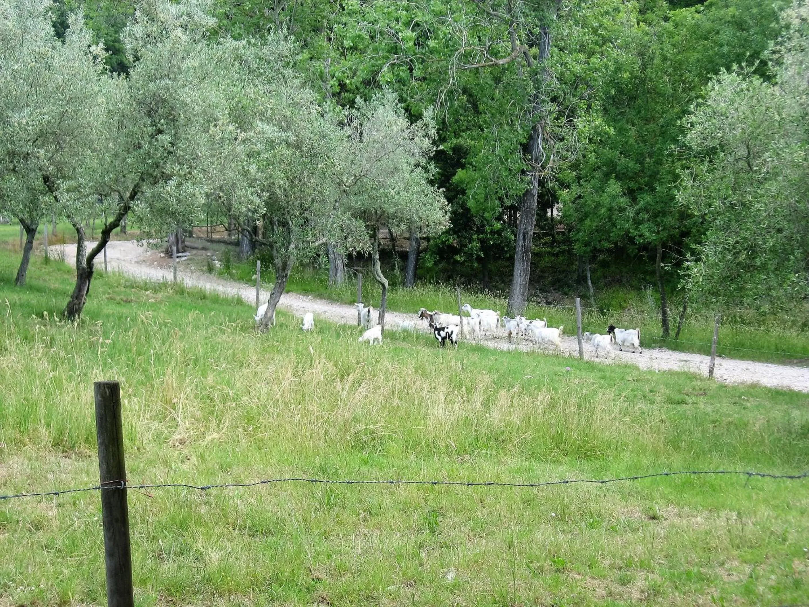 Animals in Tenuta La Bandita