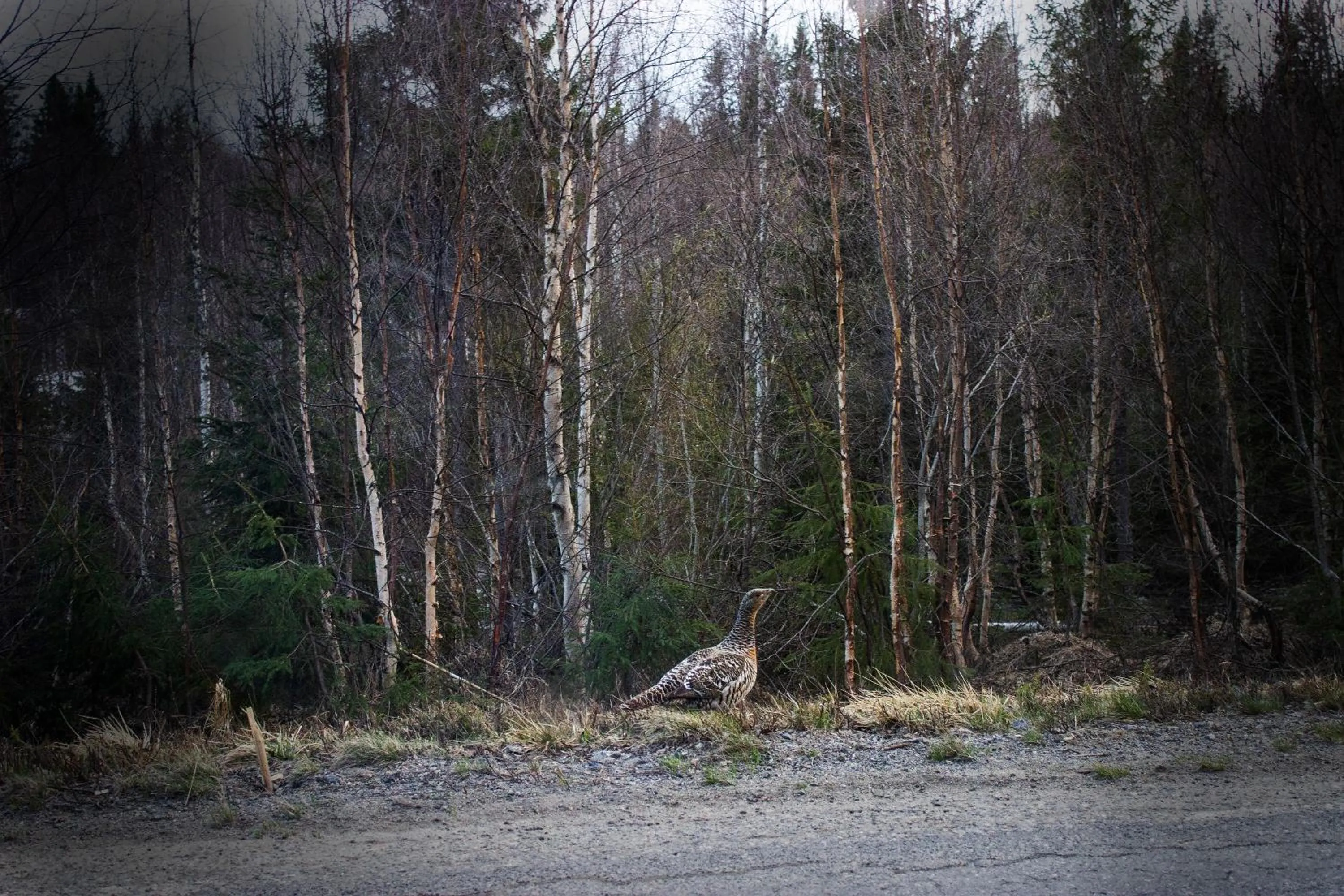 Hiking in Hotell Tjamstan Malå