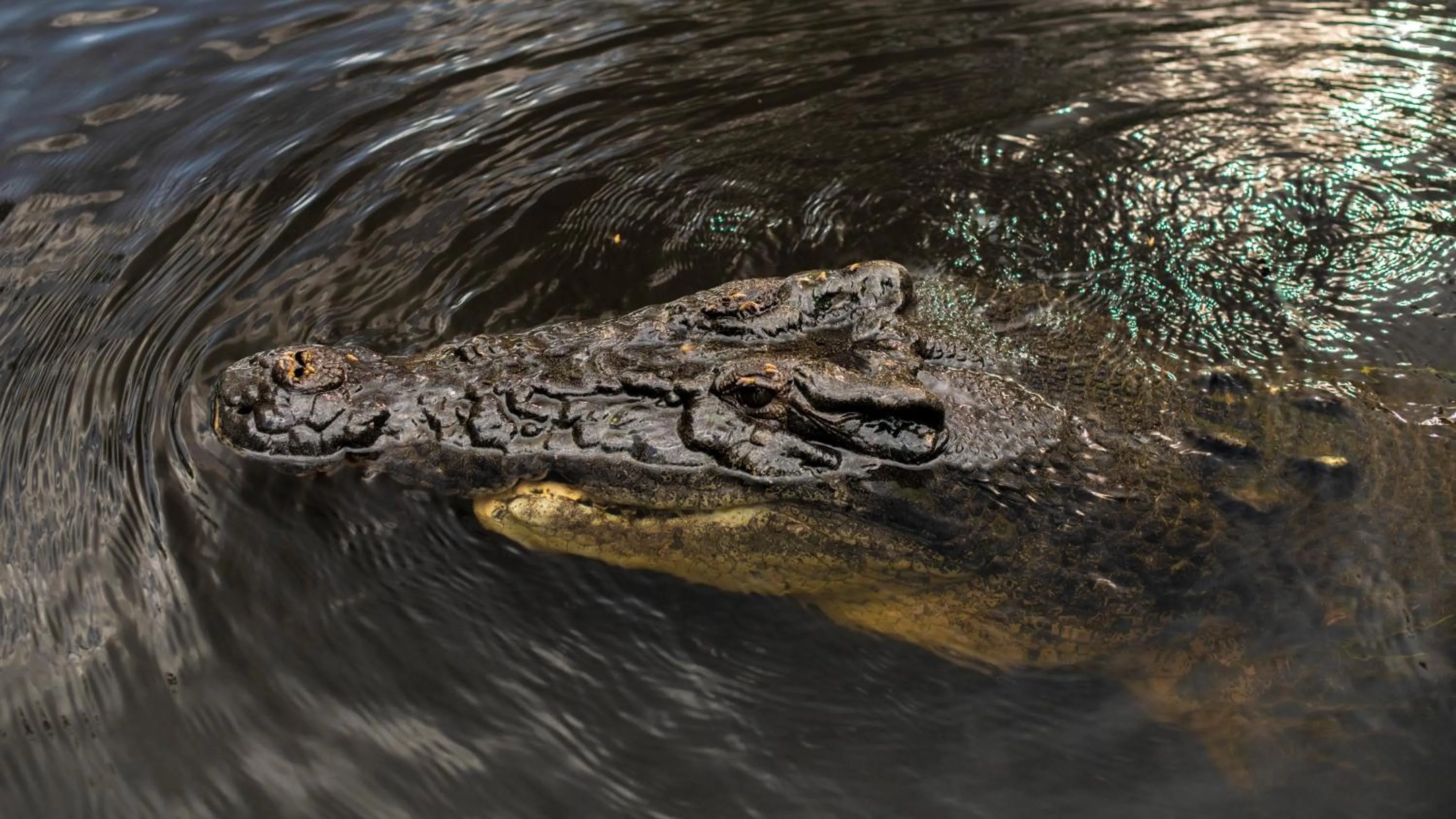 Animals in Finniss River Lodge