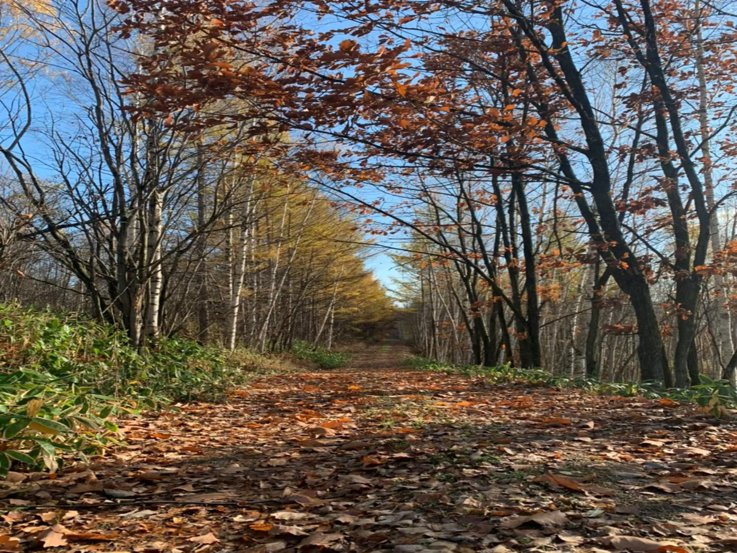 Off site in Maple Farm