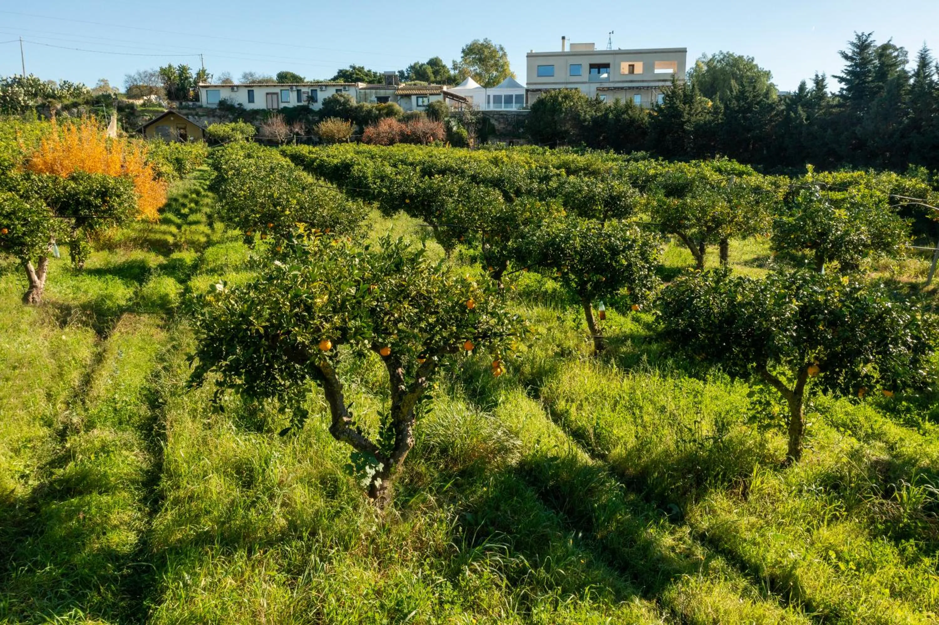 View (from property/room) in Agriturismo Vultaggio