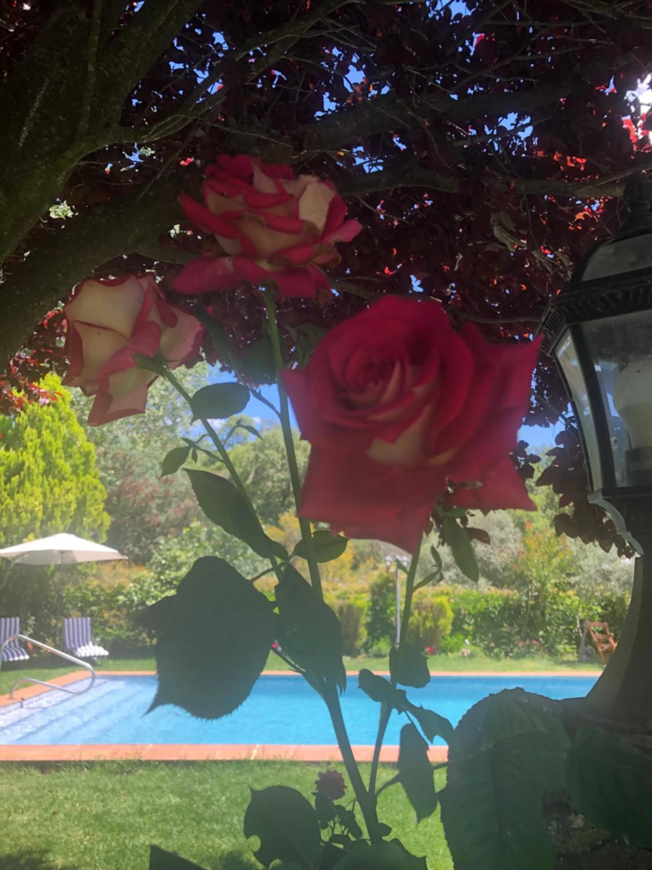 Pool view in Finca Vergel