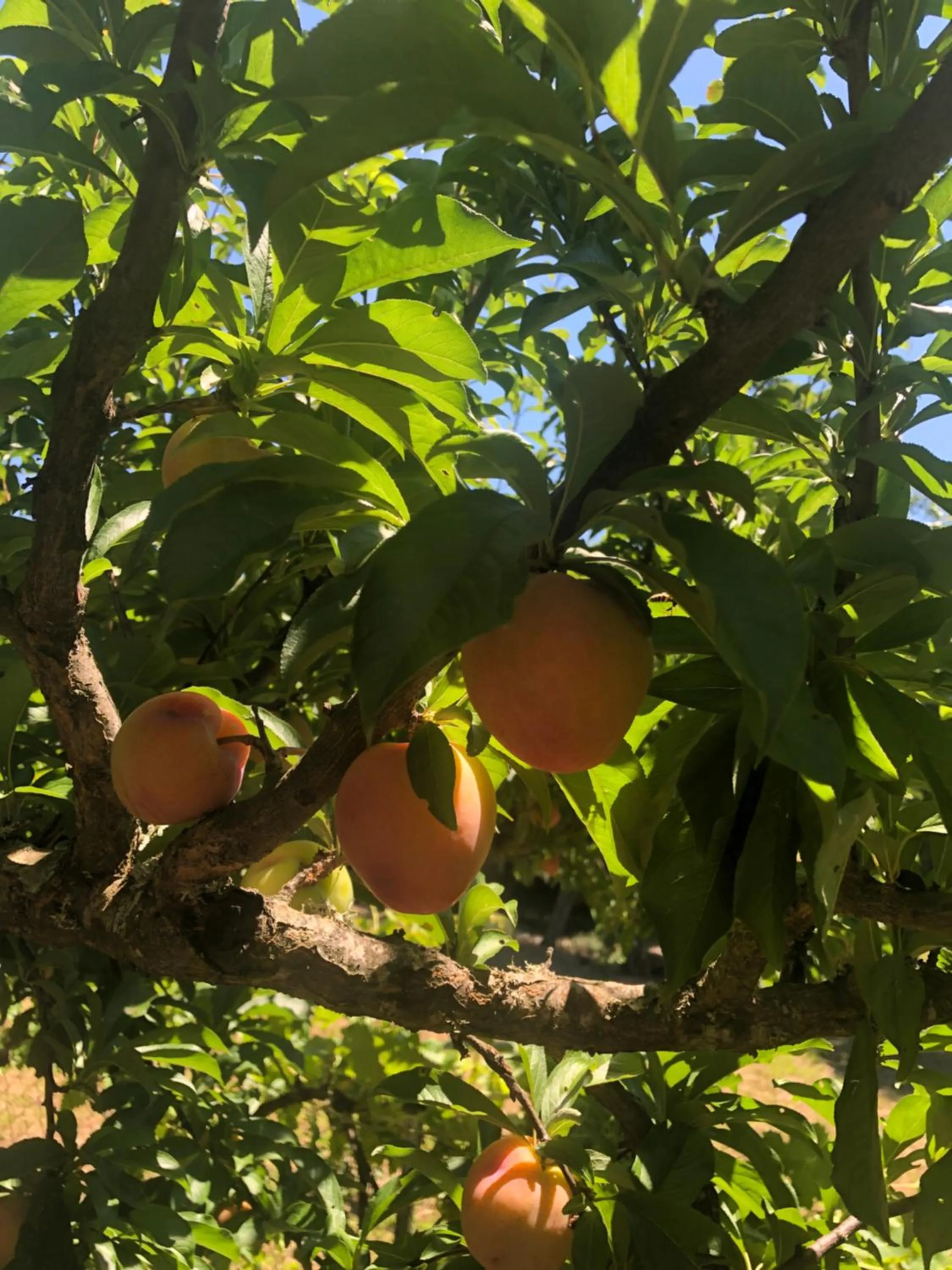 Garden in Finca Vergel