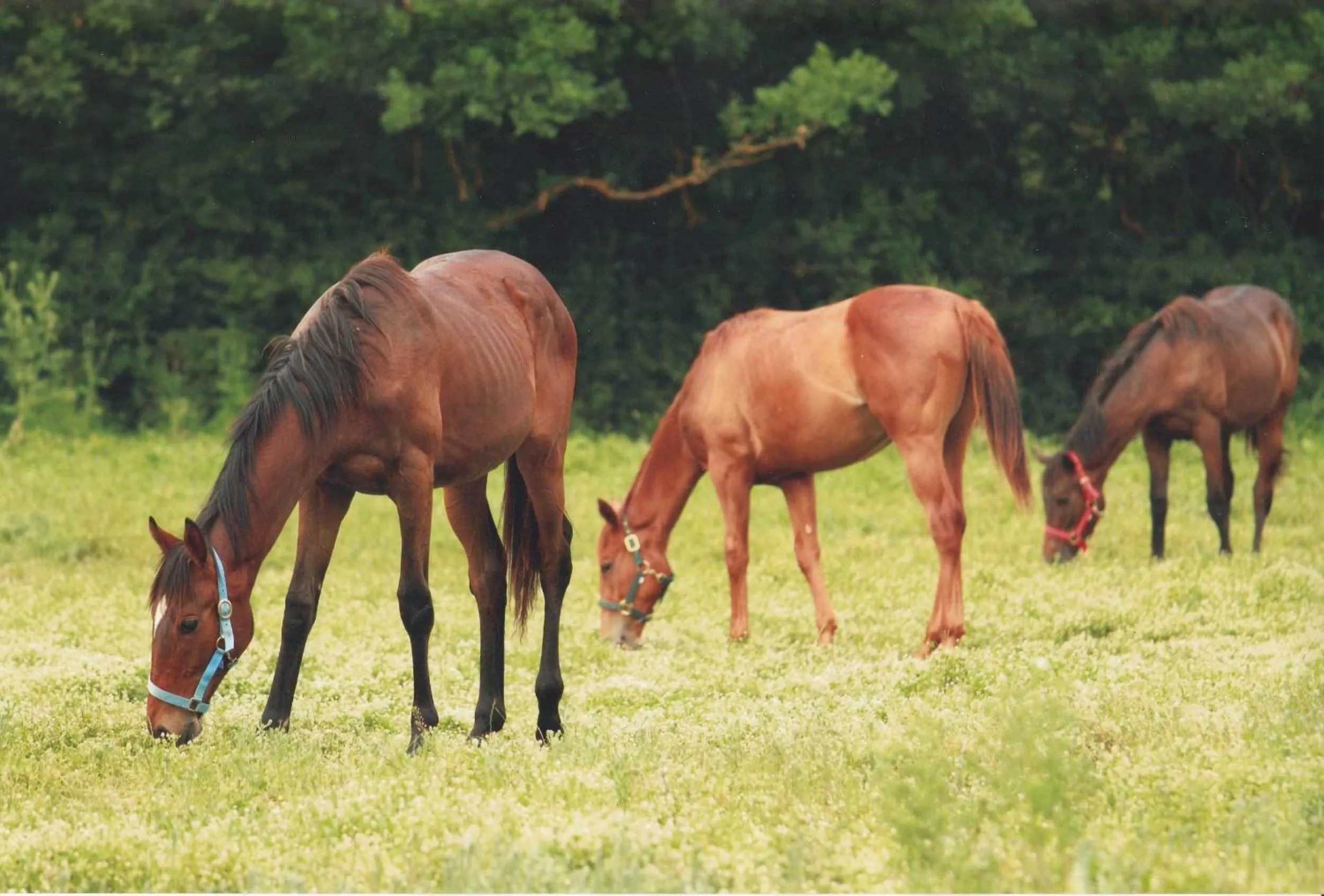 View (from property/room) in Agriturismo La Selva