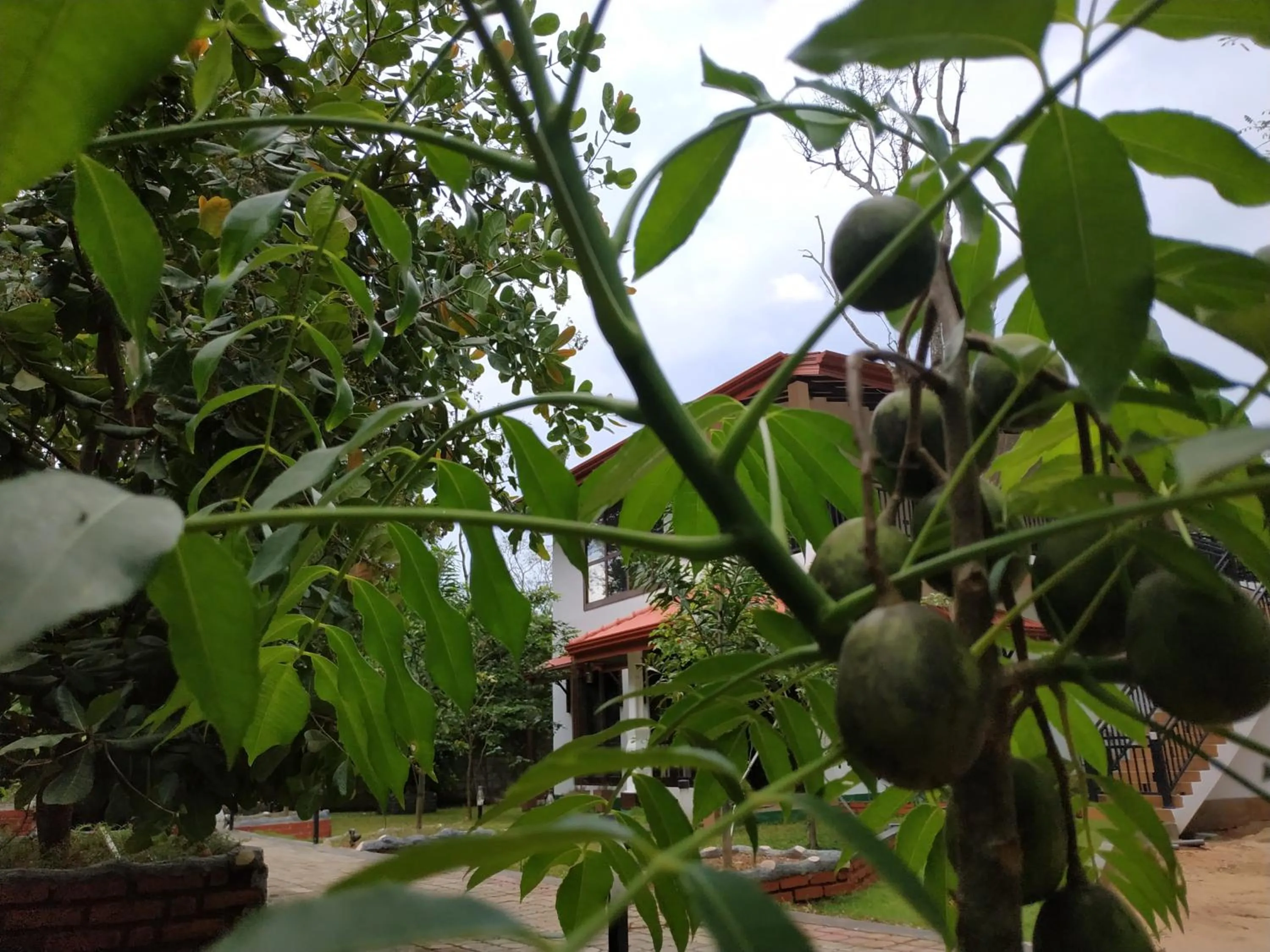 Sigiriya Cashew Palace Resort