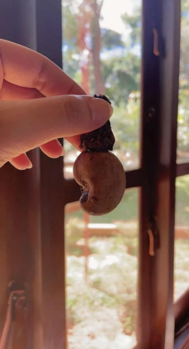 Sigiriya Cashew Palace Resort