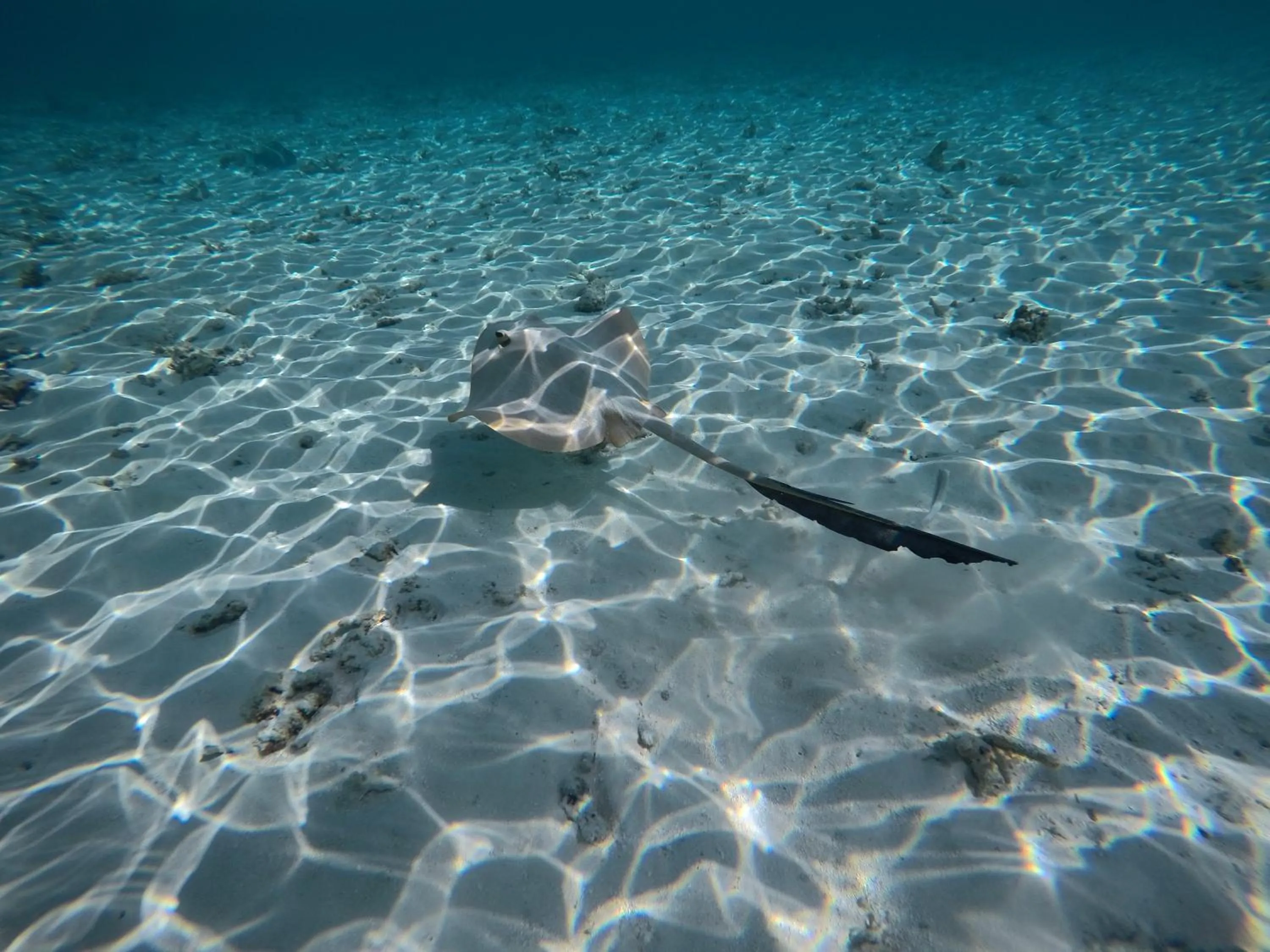 Snorkeling in Atoll Residence Dhangethi