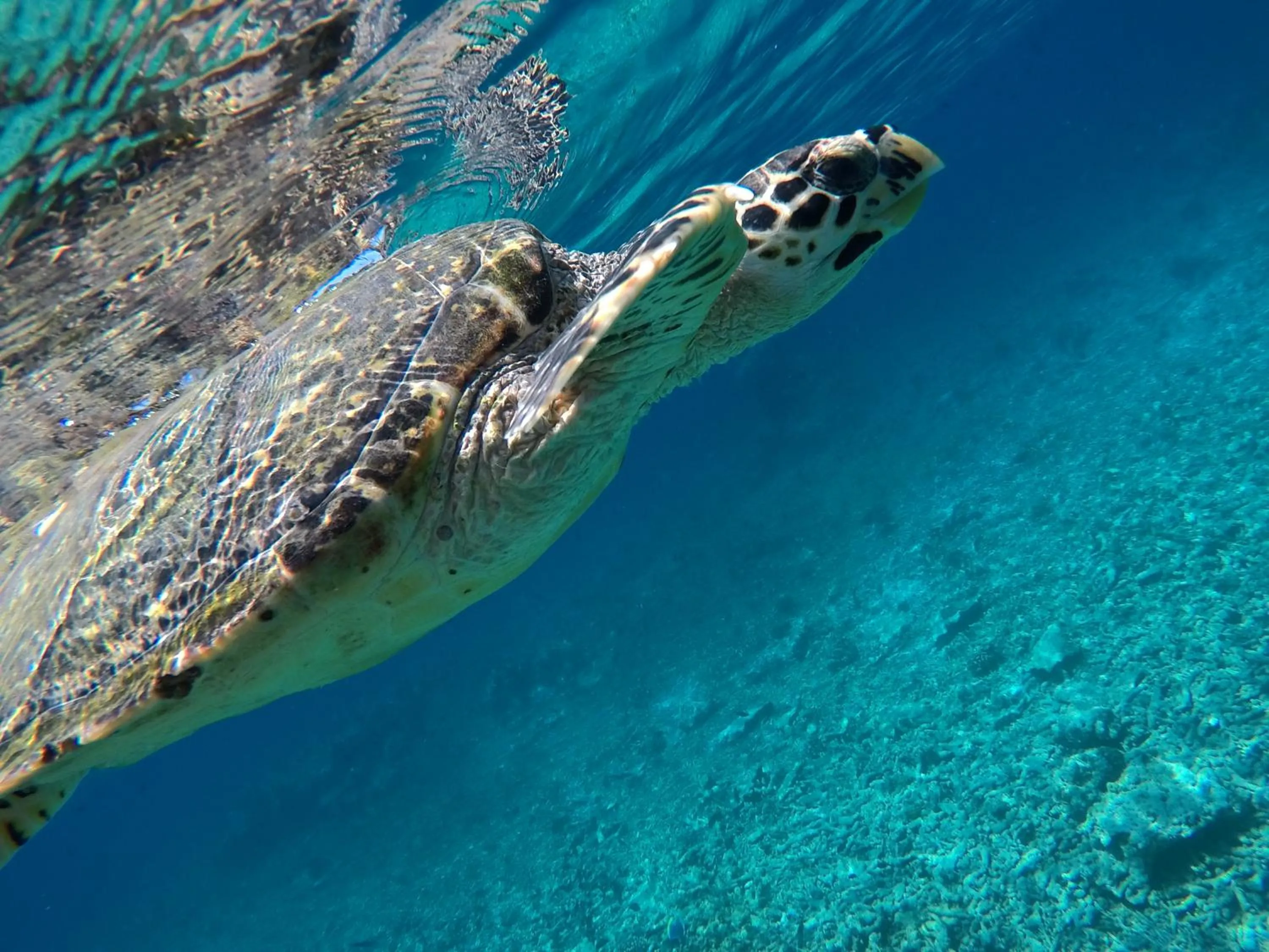 Snorkeling in Atoll Residence Dhangethi