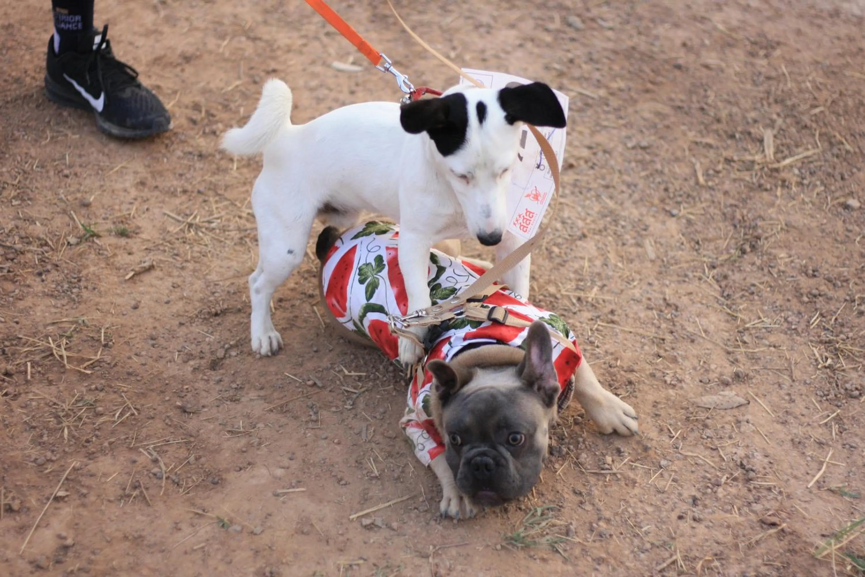 Property building in Wan Resort Rayong