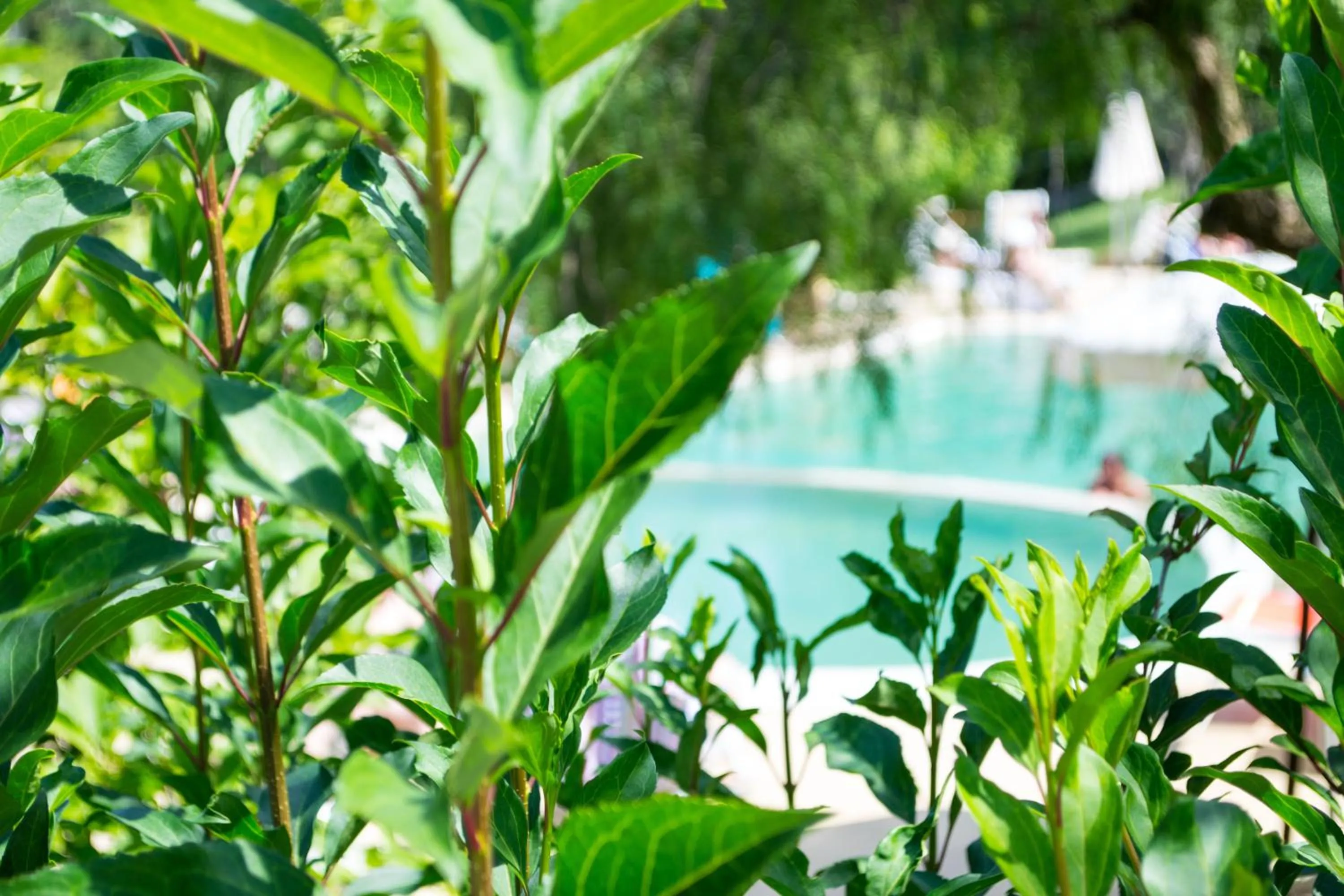 Swimming pool in Terme Del Tufaro