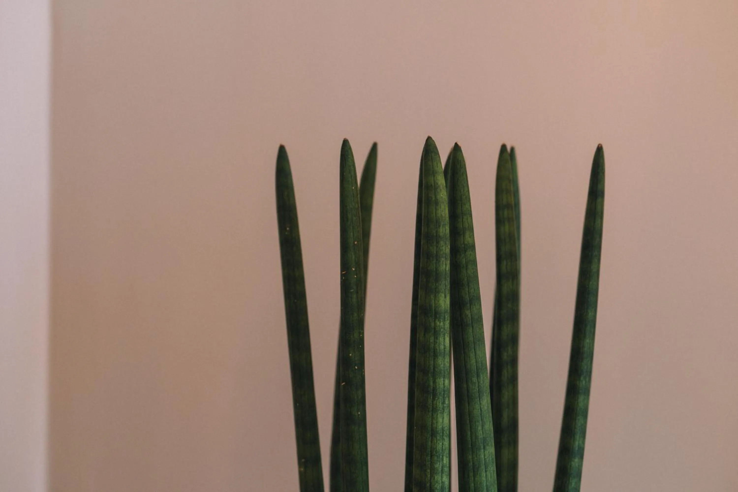 Decorative detail in The Nest Resort