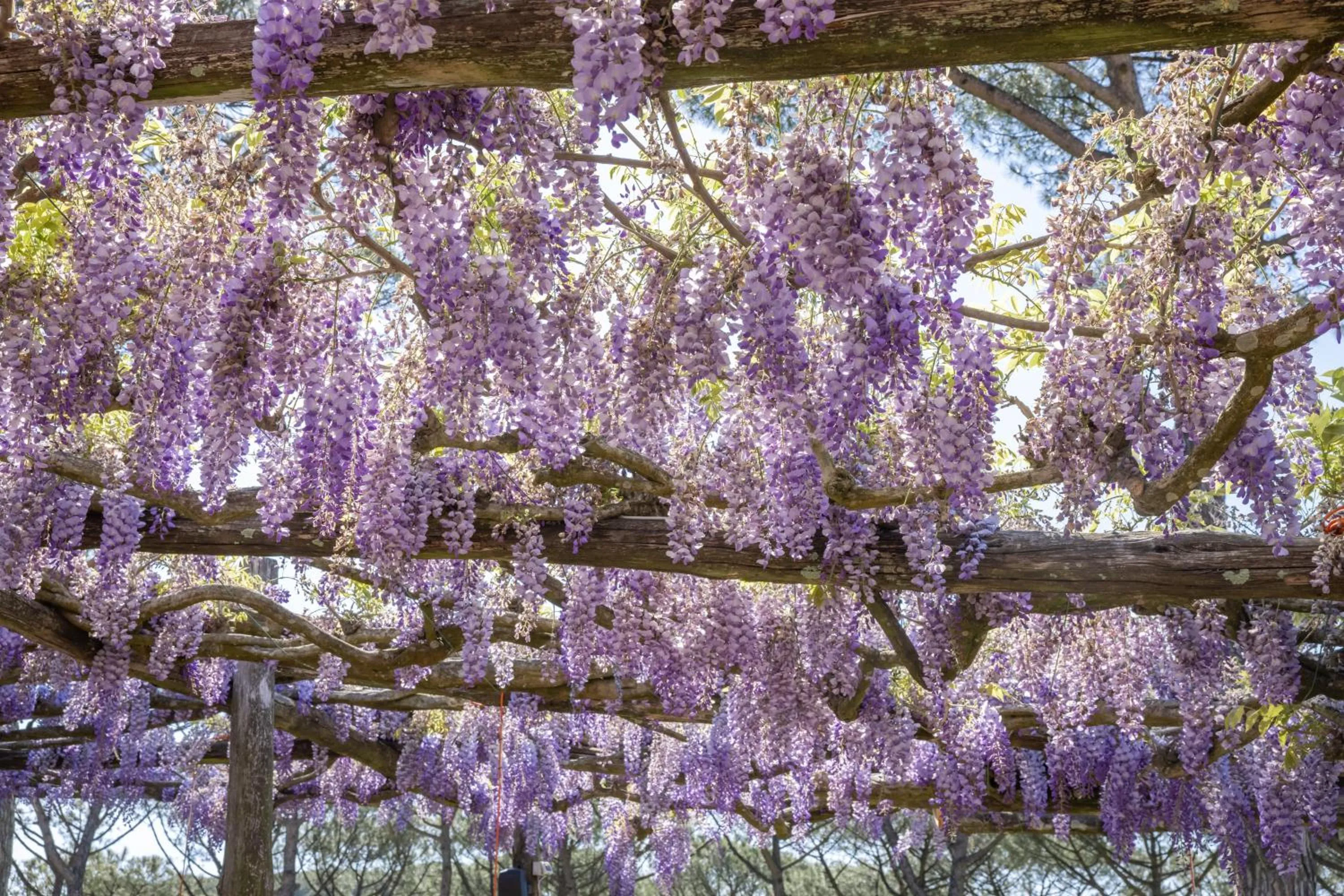 Decorative detail in Oasi Olimpia Relais