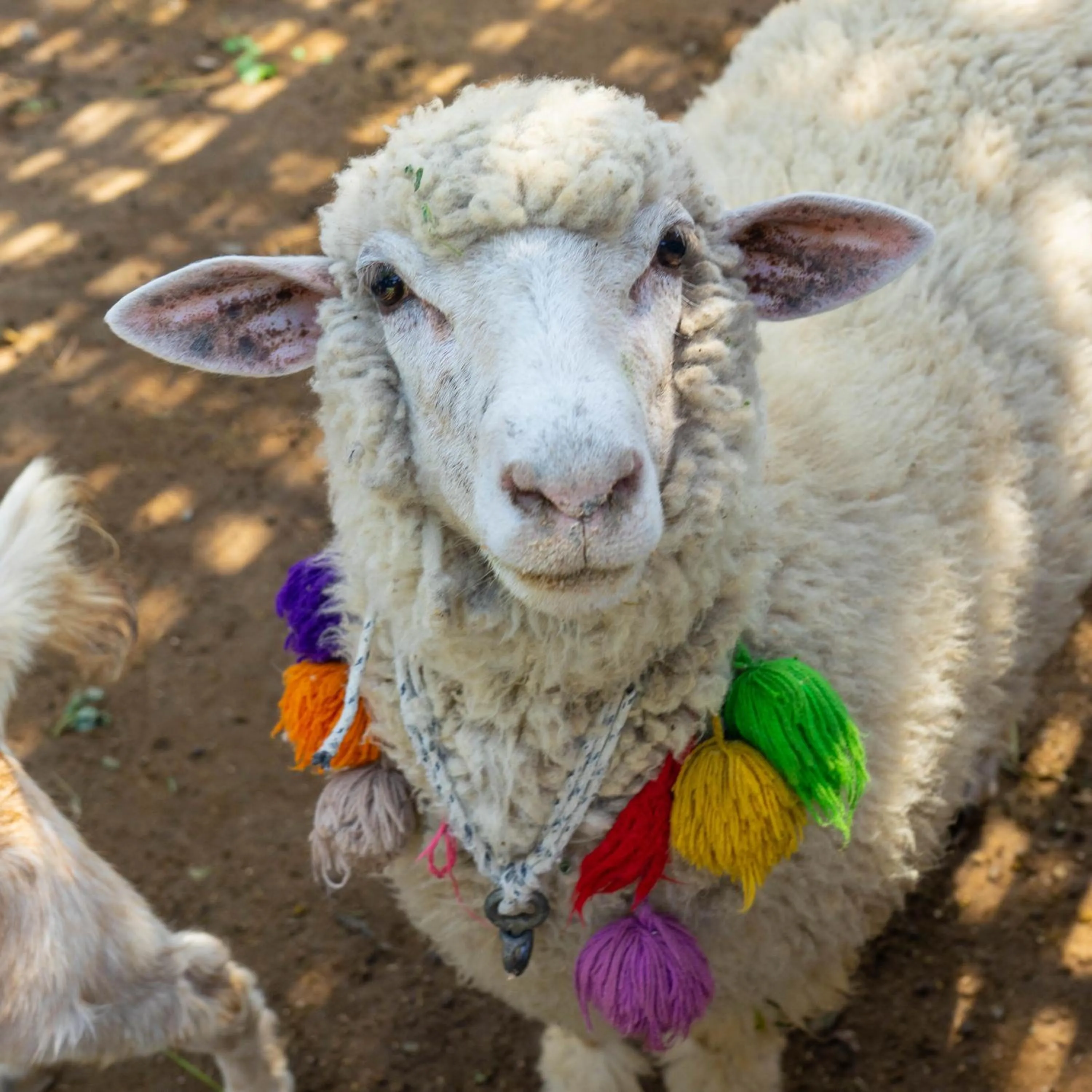 Animals in Hotel La Colina