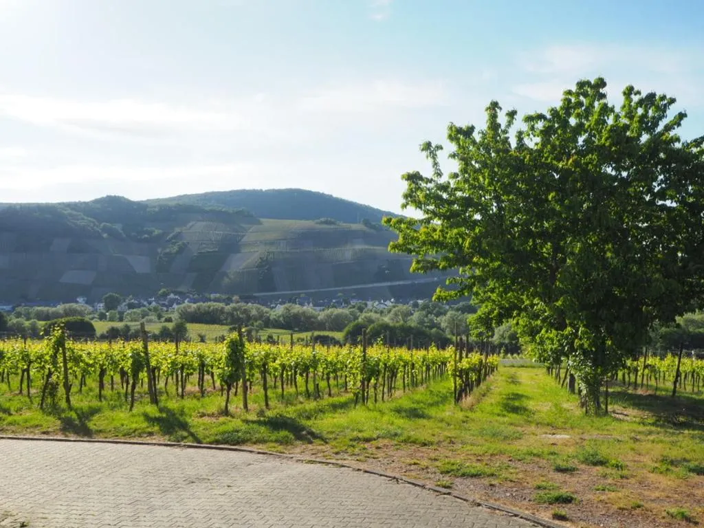 Garden in Weingut & Gästehaus Andreas Erz
